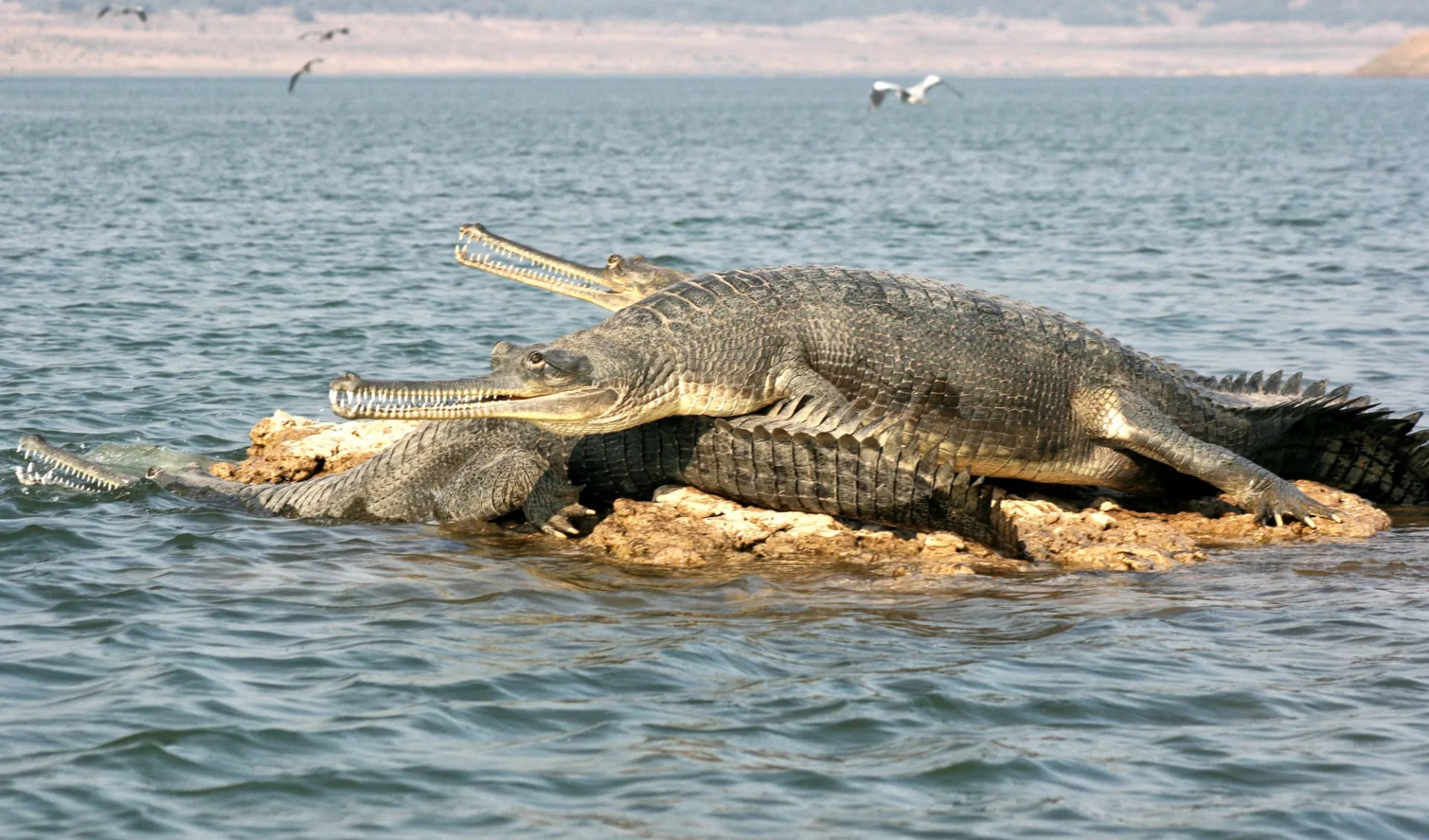 Mela Kothi - Chambal Safari Lodge ab Agra: Chambal River: Gharials