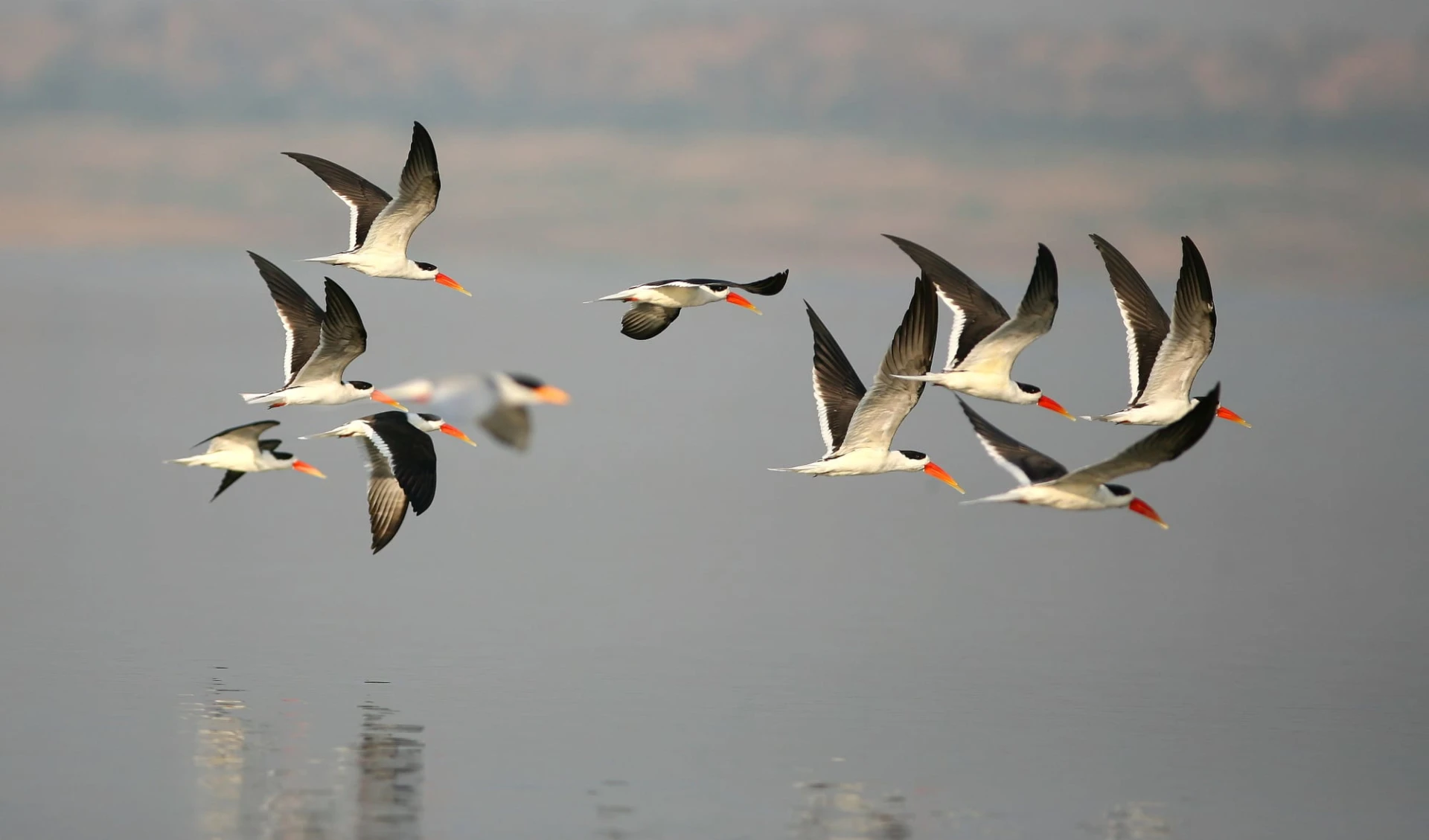 Mela Kothi - Chambal Safari Lodge ab Agra: Chambal River: Indian Skimmers (image by Eling Lee)