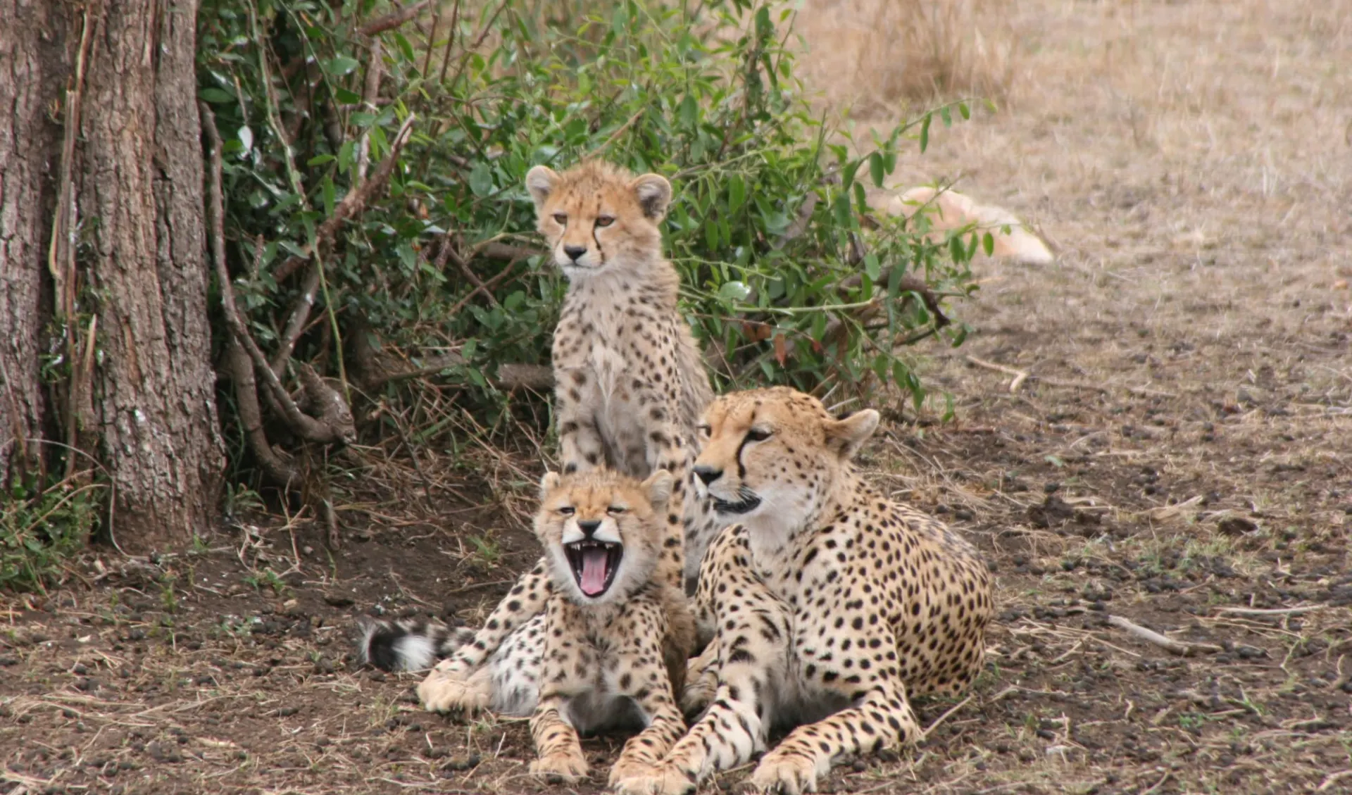 Klassische Tanzania Safari ab Arusha: Cheetah