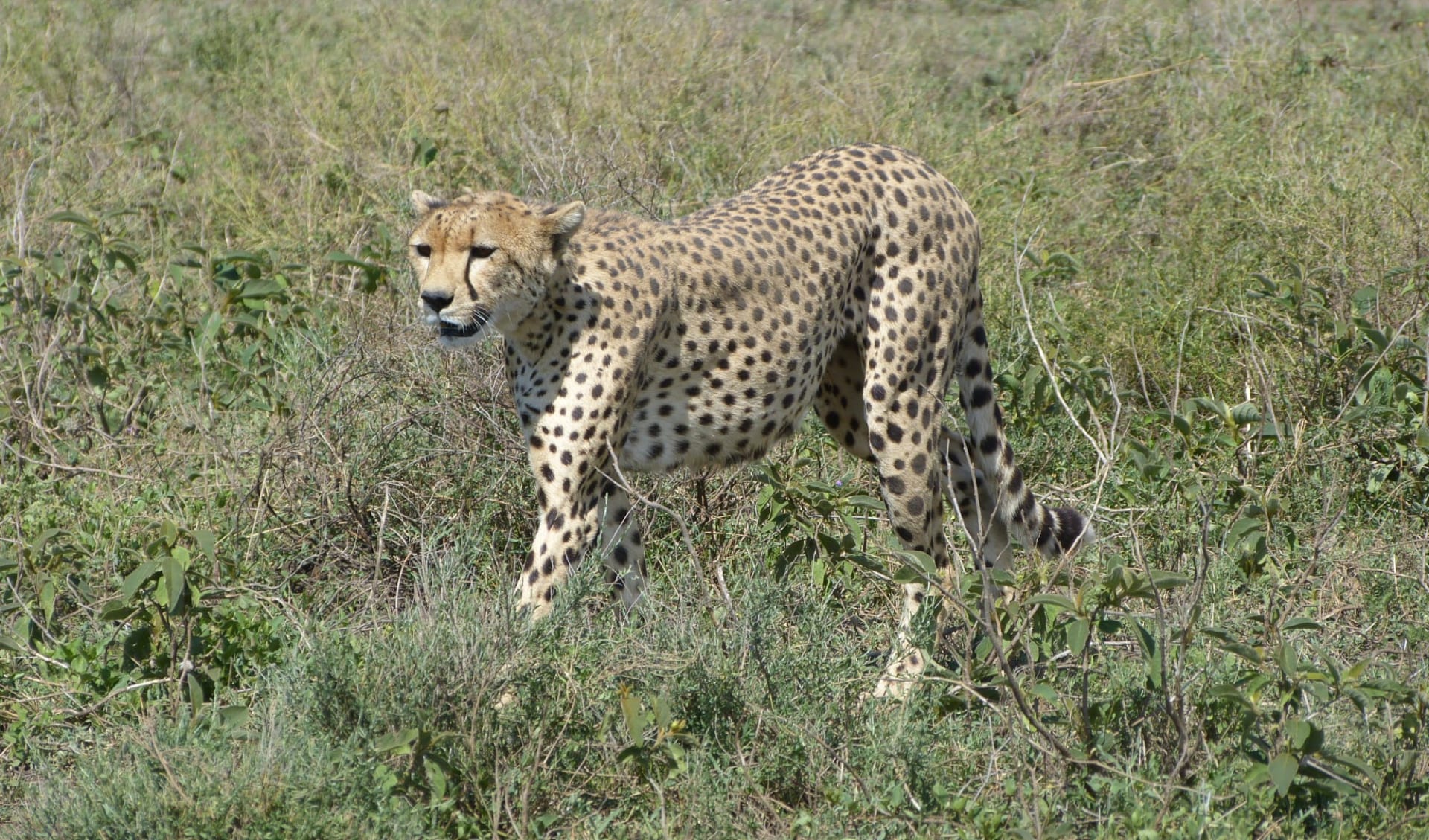 Kids & Cats Safari ab Arusha: Cheetah