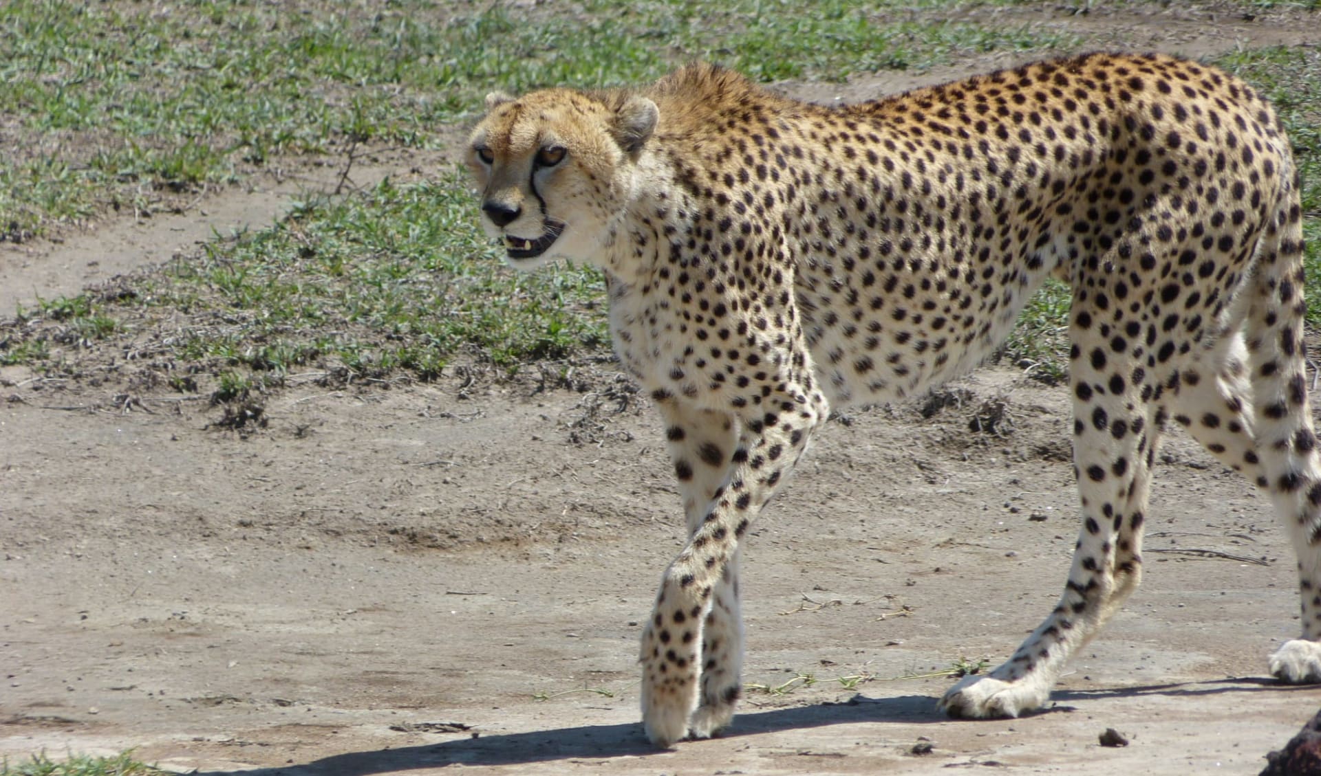 Höhepunkte Tanzania Safari (Flugvariante) ab Arusha: Cheetah