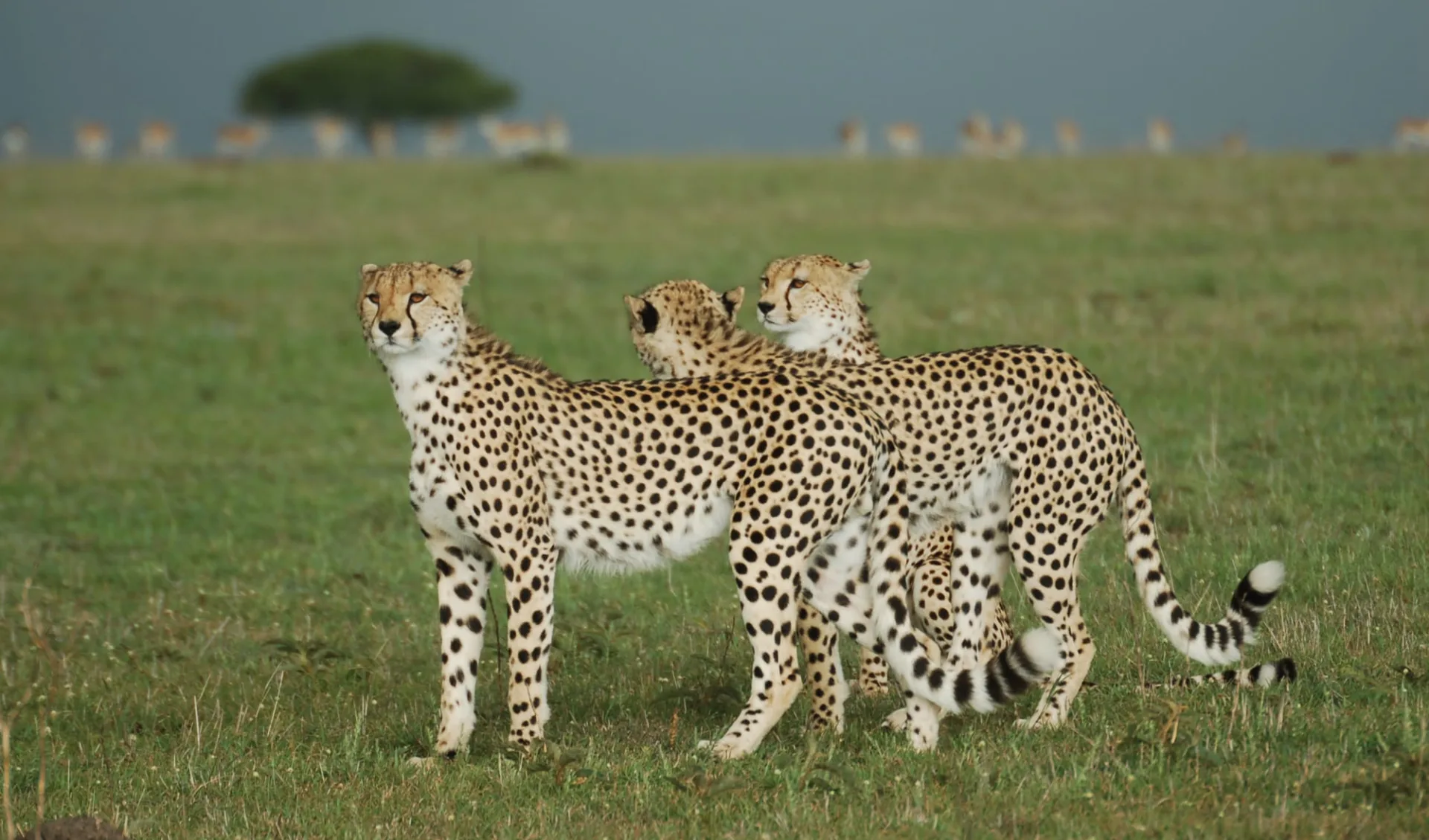 Tanzania zum Kennenlernen ab Arusha: Cheetahs