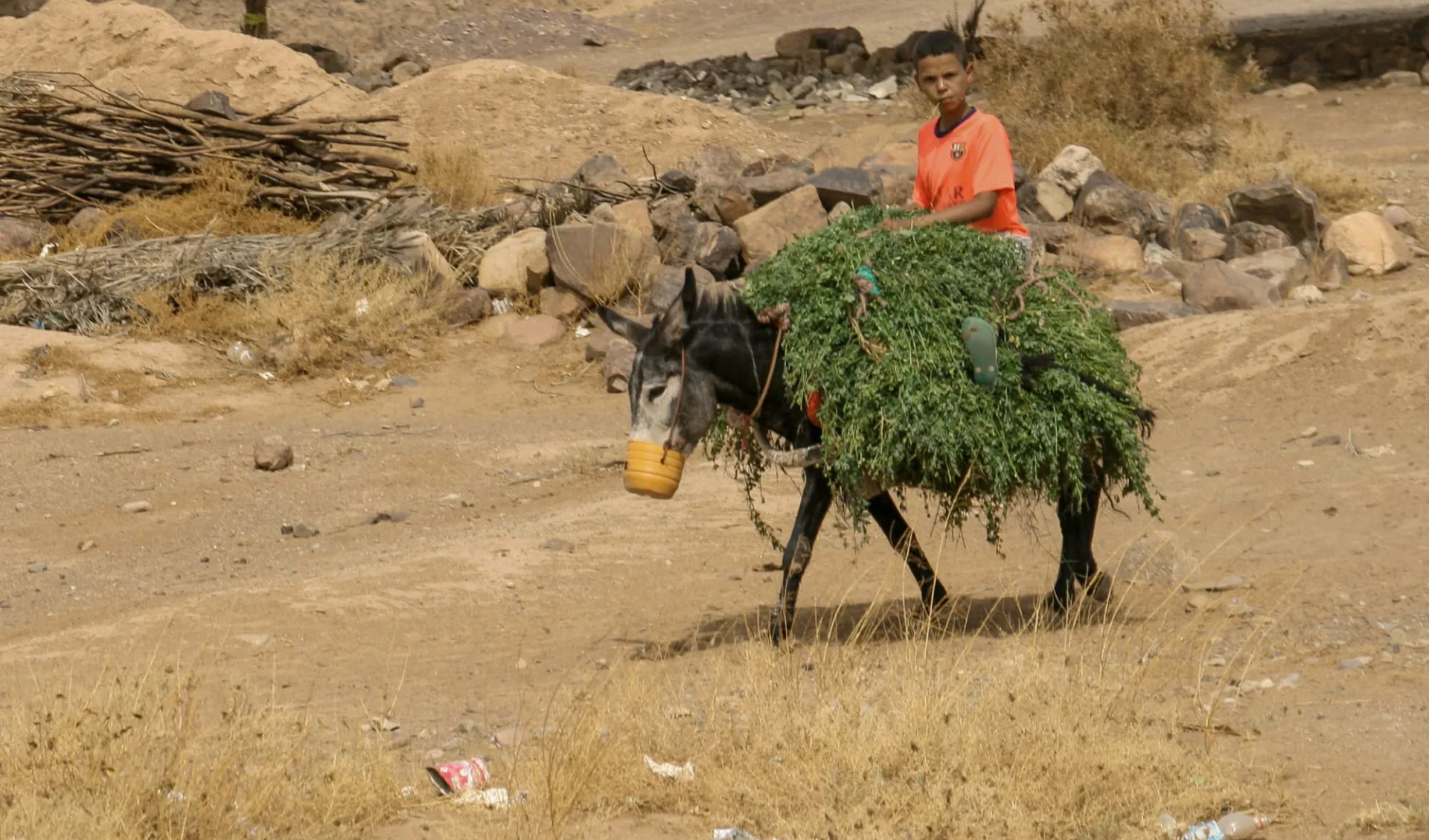 Selbstfahrer-Tour: Kids & Camels ab Marrakesch: children with donkey on the way