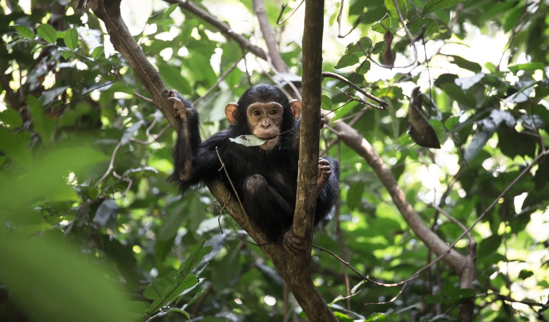 Der wilde Westen Tanzanias ab Arusha: Chimpanzee