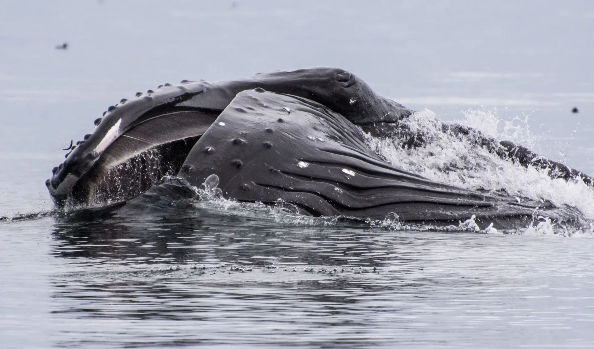 Wal- und Grizzly-Abenteuer mit dem Kajak ab Port McNeill: Coastal Safaris_SeaWolfAdventures_Whale
