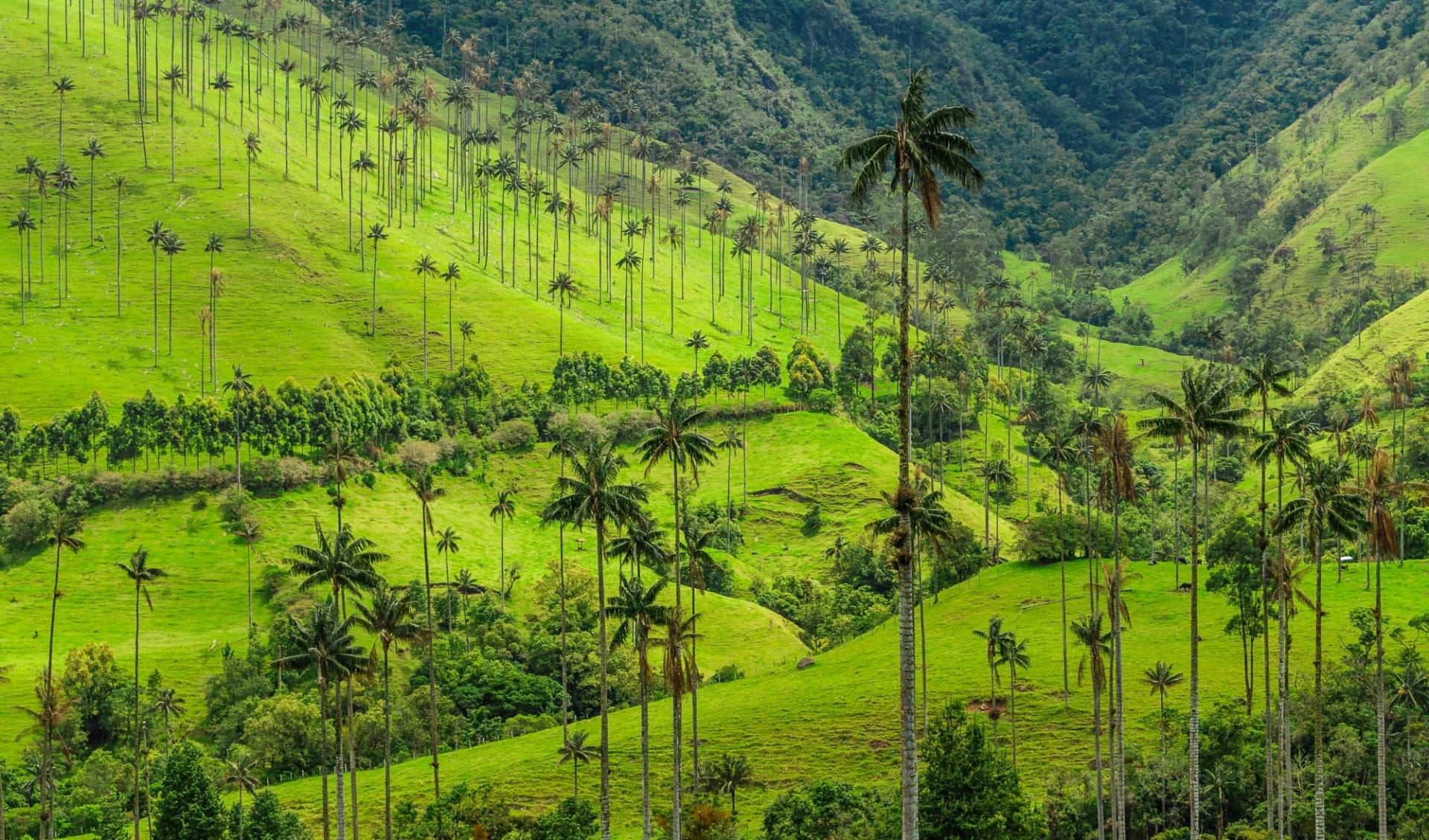 Premium: Kolumbiens Höhepunkte – Ein Land im Aufschwung und Wandel ab Bogotá: Cocora_Tals_Salento_Kolumbien