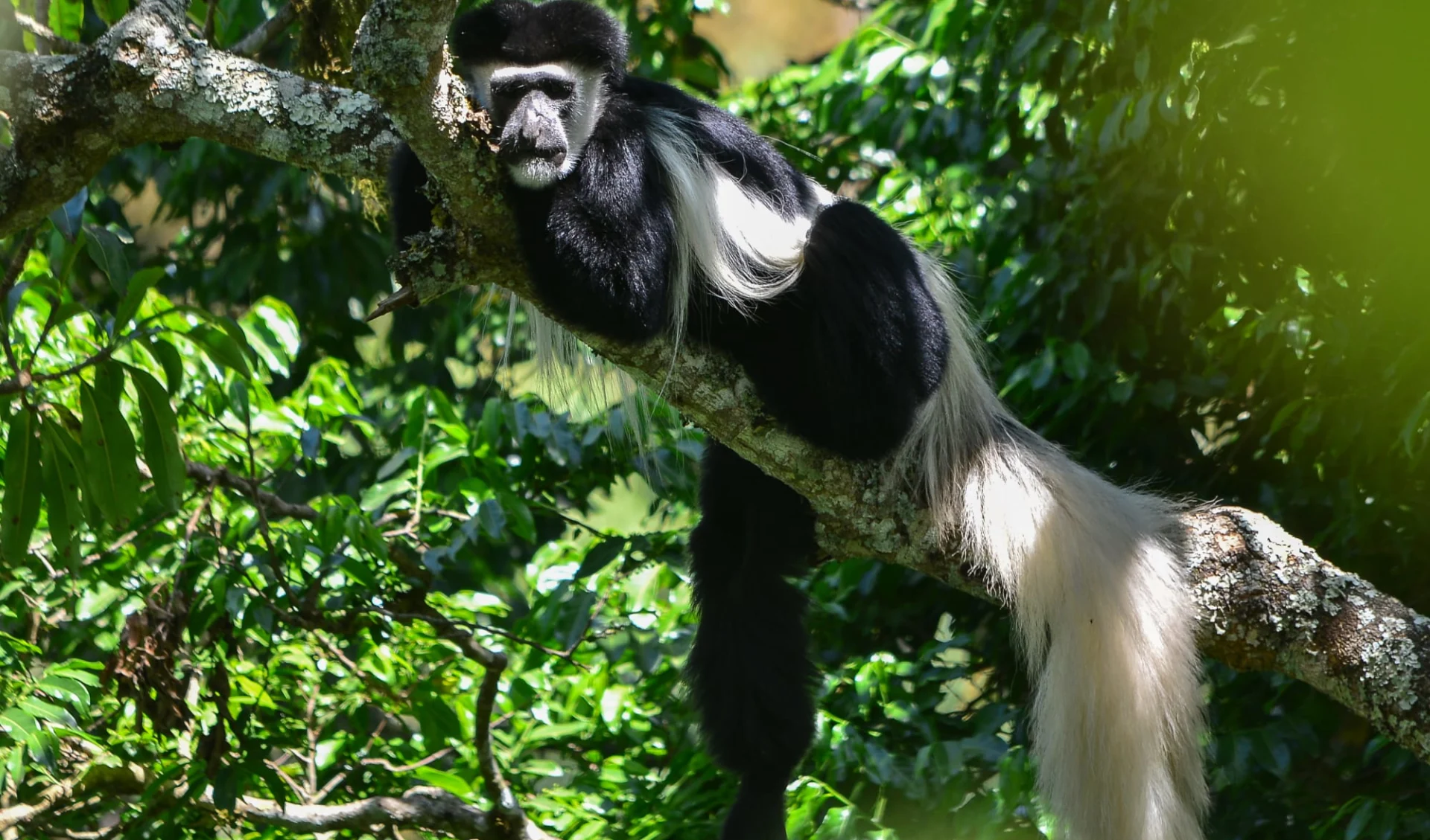 Kids & Cats Safari ab Arusha: Colobus Monkey