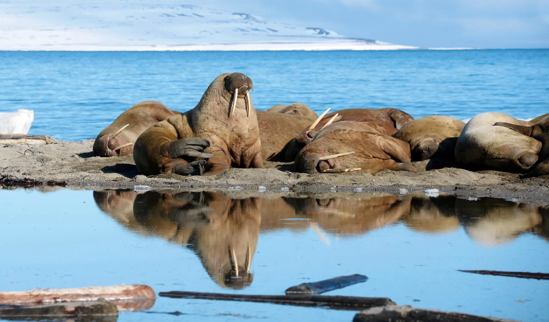 Abenteuer Spitzbergen ab Longyearbyen: Copyright_Mattias  Horntrich (2)