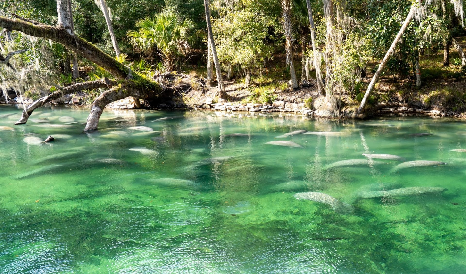 Beaches & Music ab Tampa: Crystal River