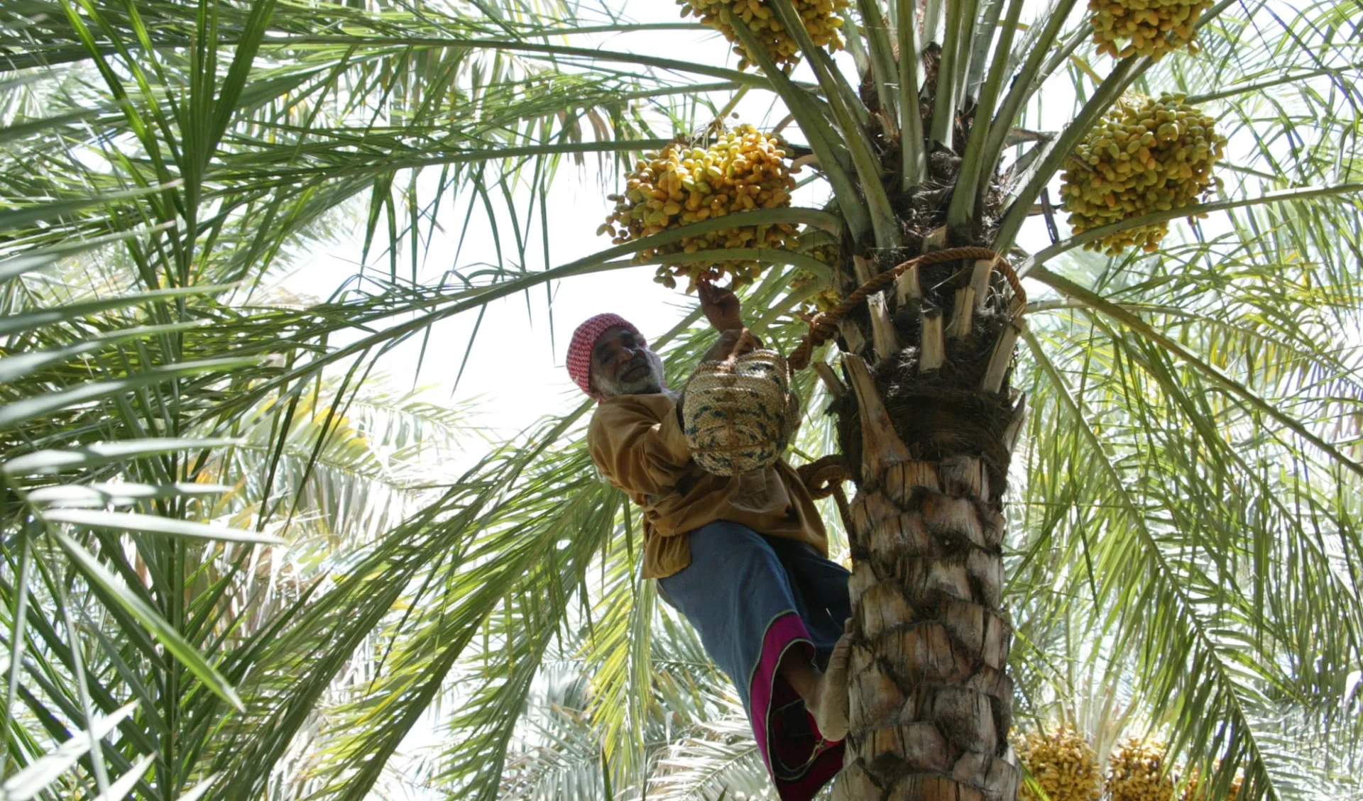 Schätze Abu Dhabis ab Dubai: Date Farms