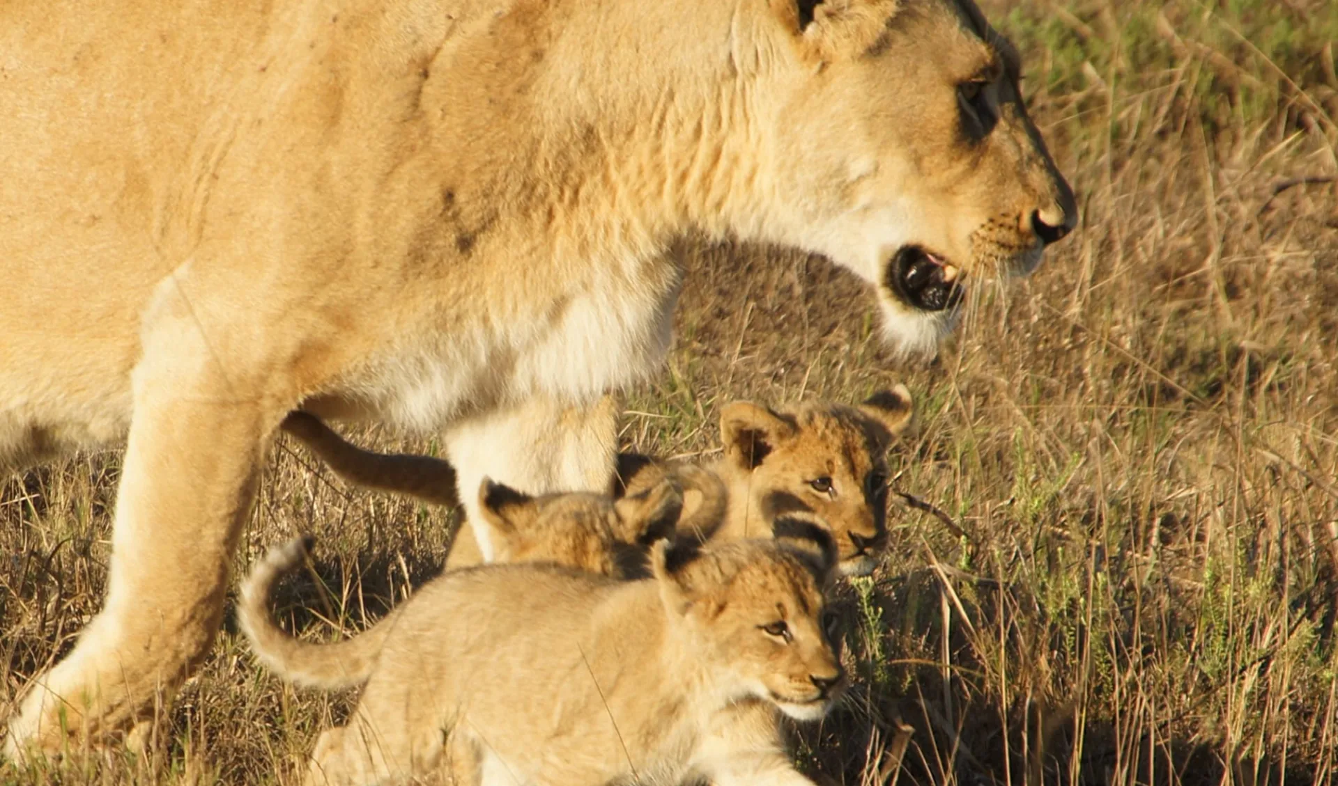 Phinda Vlei Lodge: david_moura_do_carmo_wildlife_phinda_vlei2