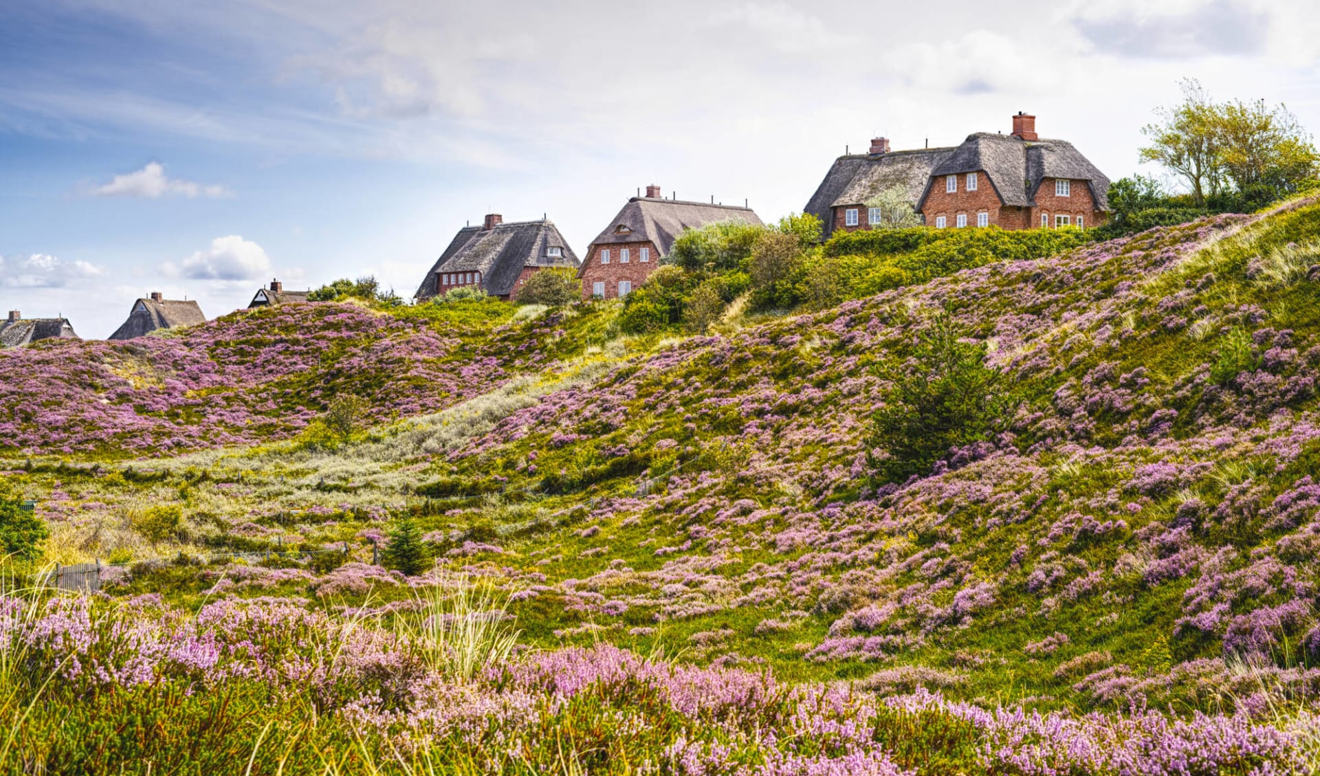 Badeferien im Hotel BUDERSAND ab Sylt: Deutschland_Blüte und Strohhütten