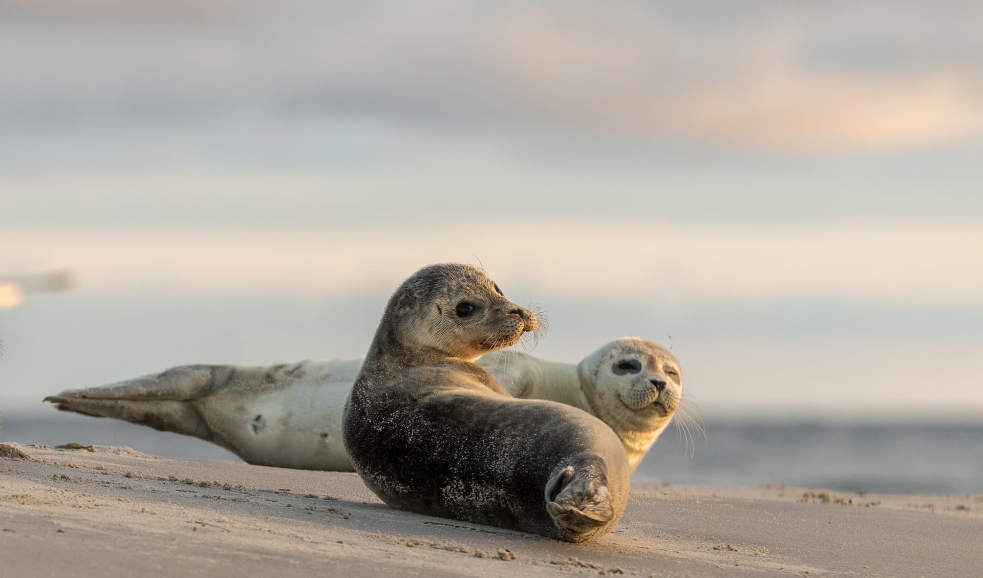 Badeferien im Parkhotel Residenz ab Kiel: Deutschland_Seelöwen_Nordsee