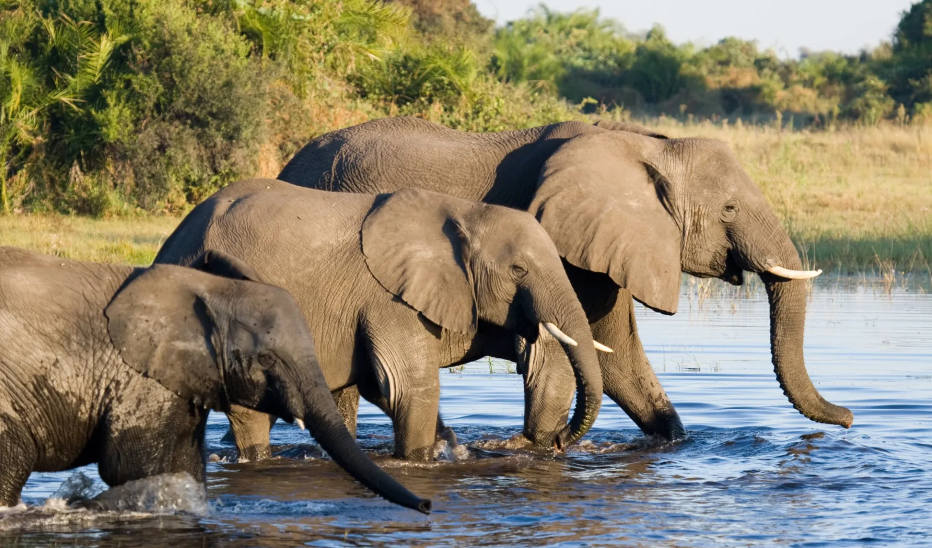 Schweizer Familie Lesereise Botswana - Im Reich der wilden Tiere ab Chobe Nationalpark: Elefanten am Wasser - Packendes Botswana c