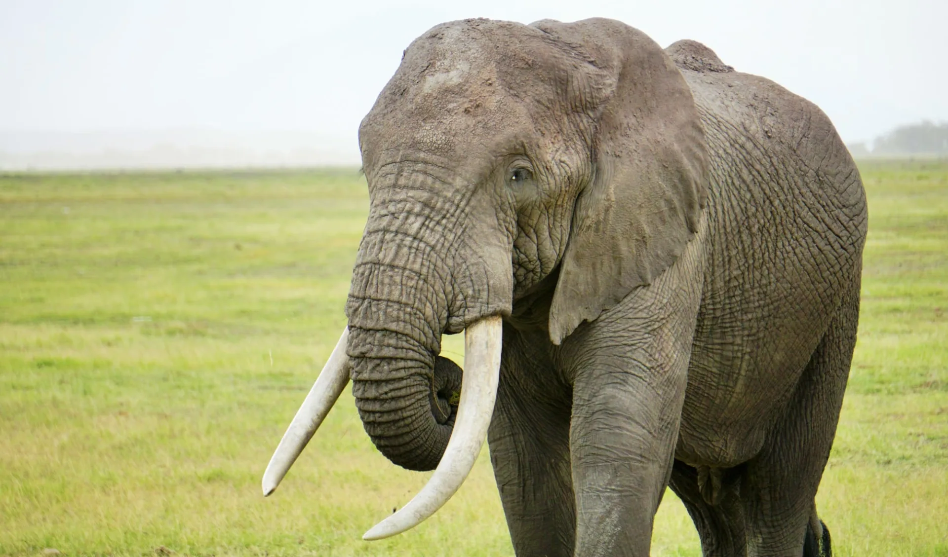 Klassische Tanzania Safari ab Arusha: Elephant