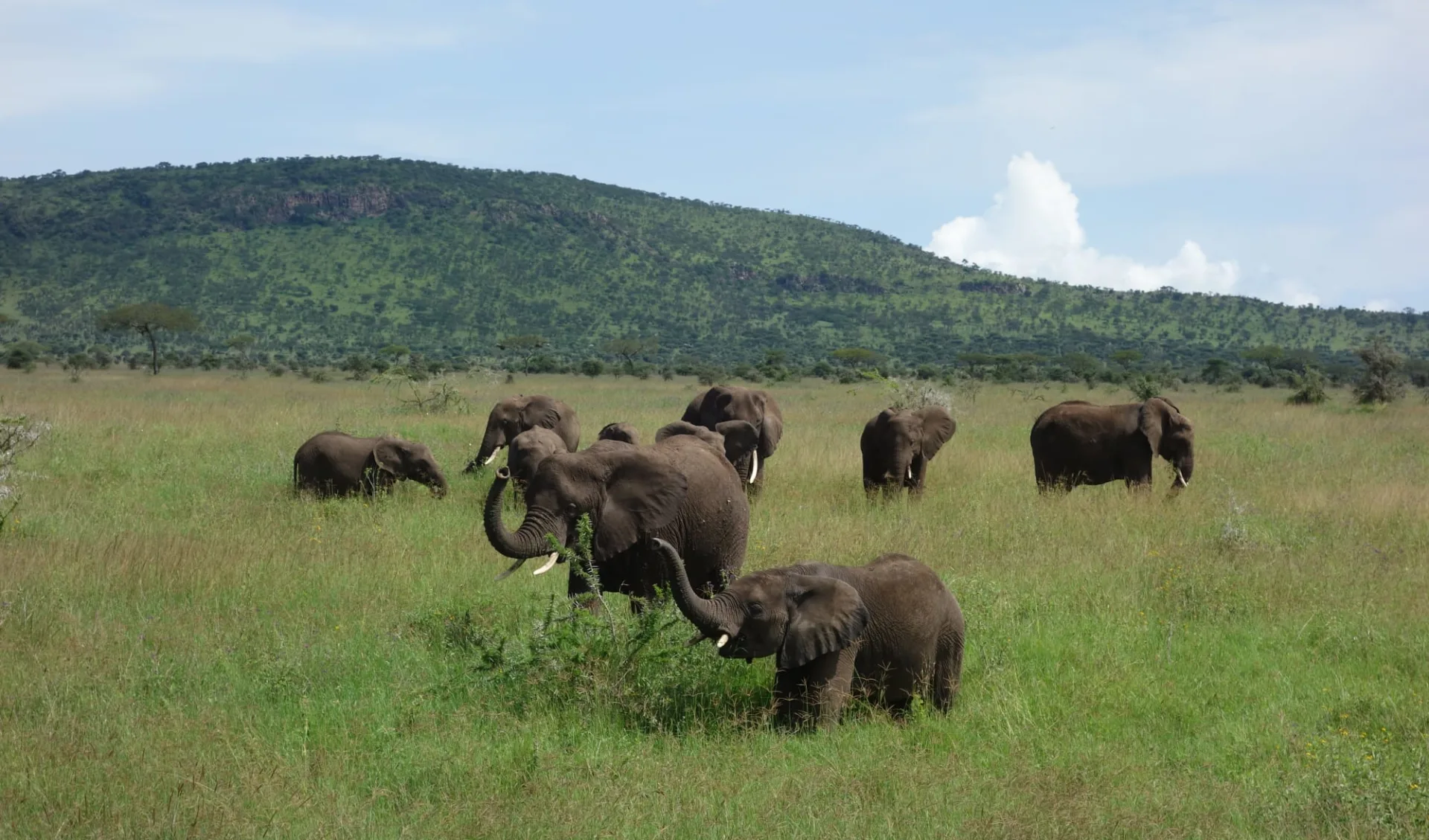 Amboseli - Mara Flugsafari ab Nairobi: Elephant