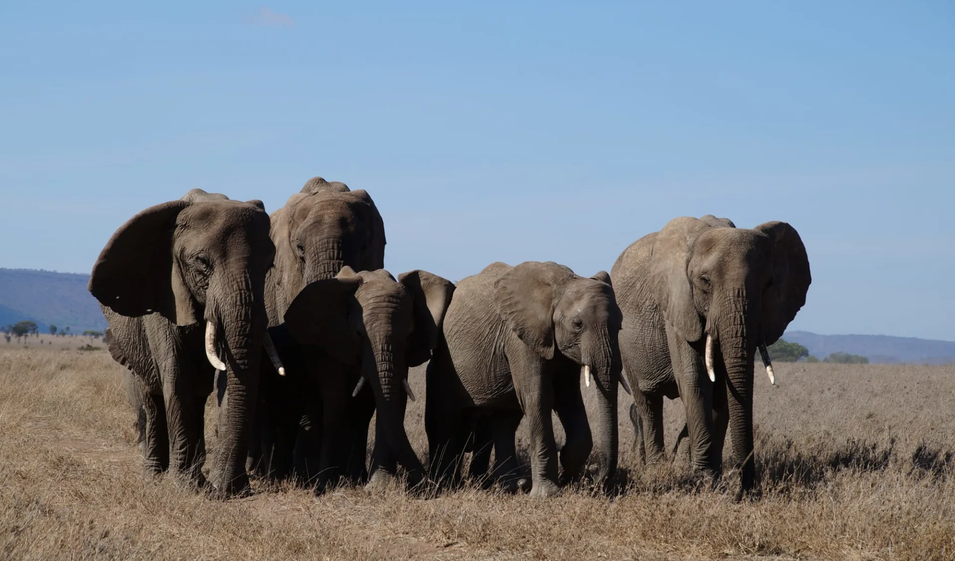 Tanzania Camping Adventure ab Arusha: Elephant