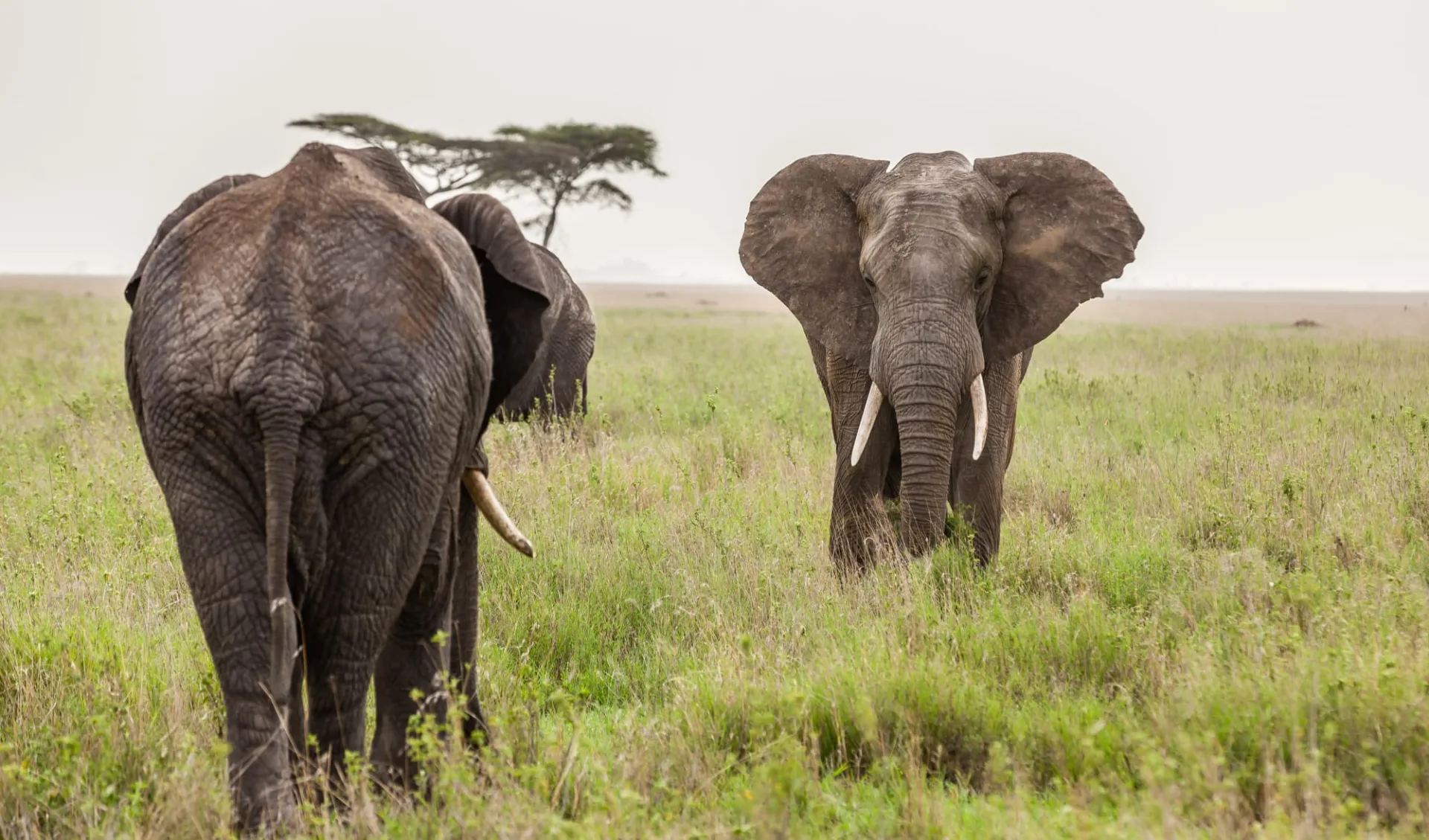 Tanzania zum Kennenlernen ab Arusha: Elephant