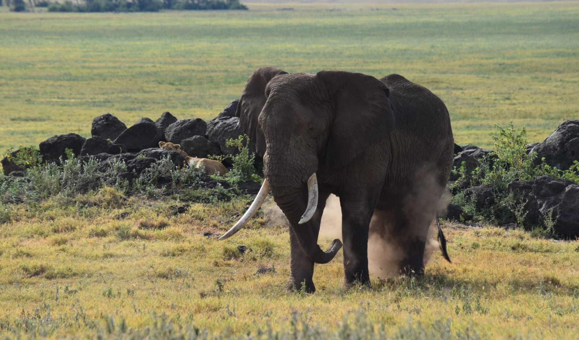 Kurzsafari Serengeti ab Arusha: Elephant