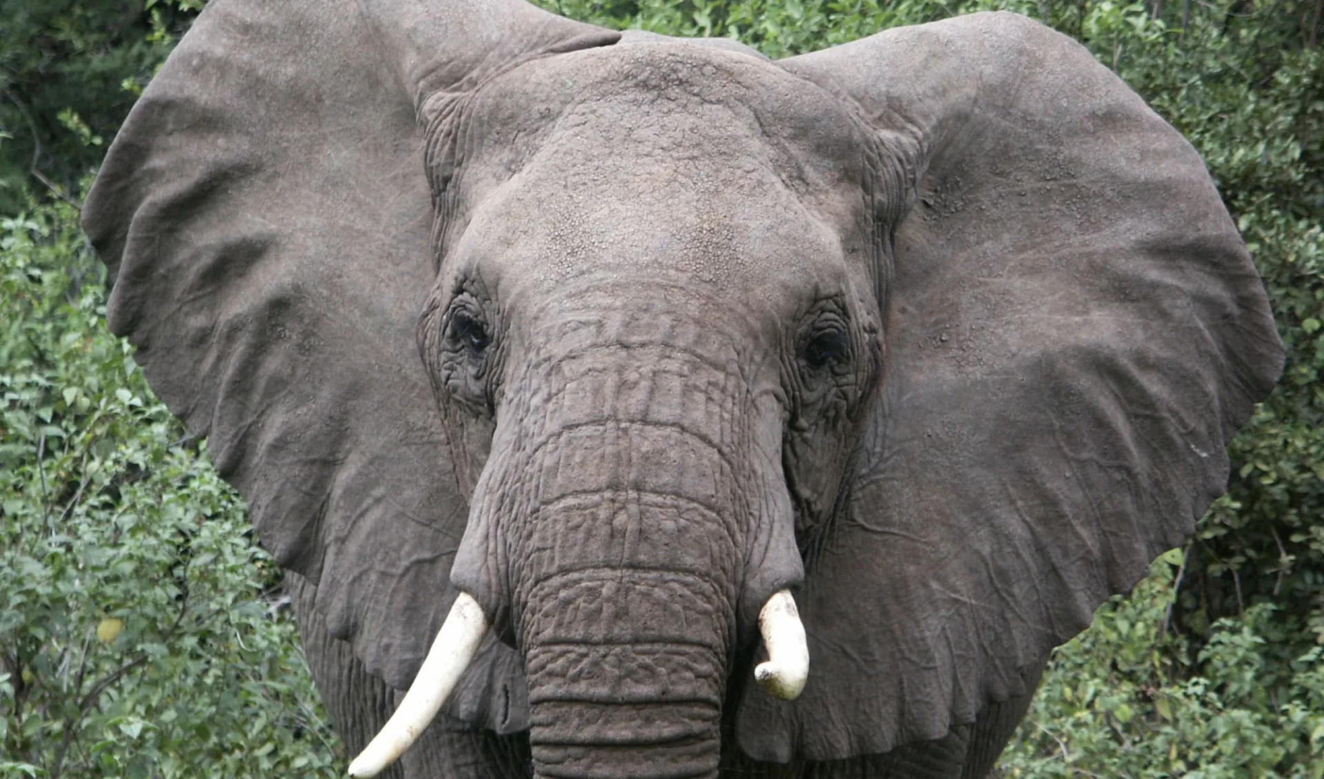 Kenya Sky Safari ab Nairobi: Elephant Kenya