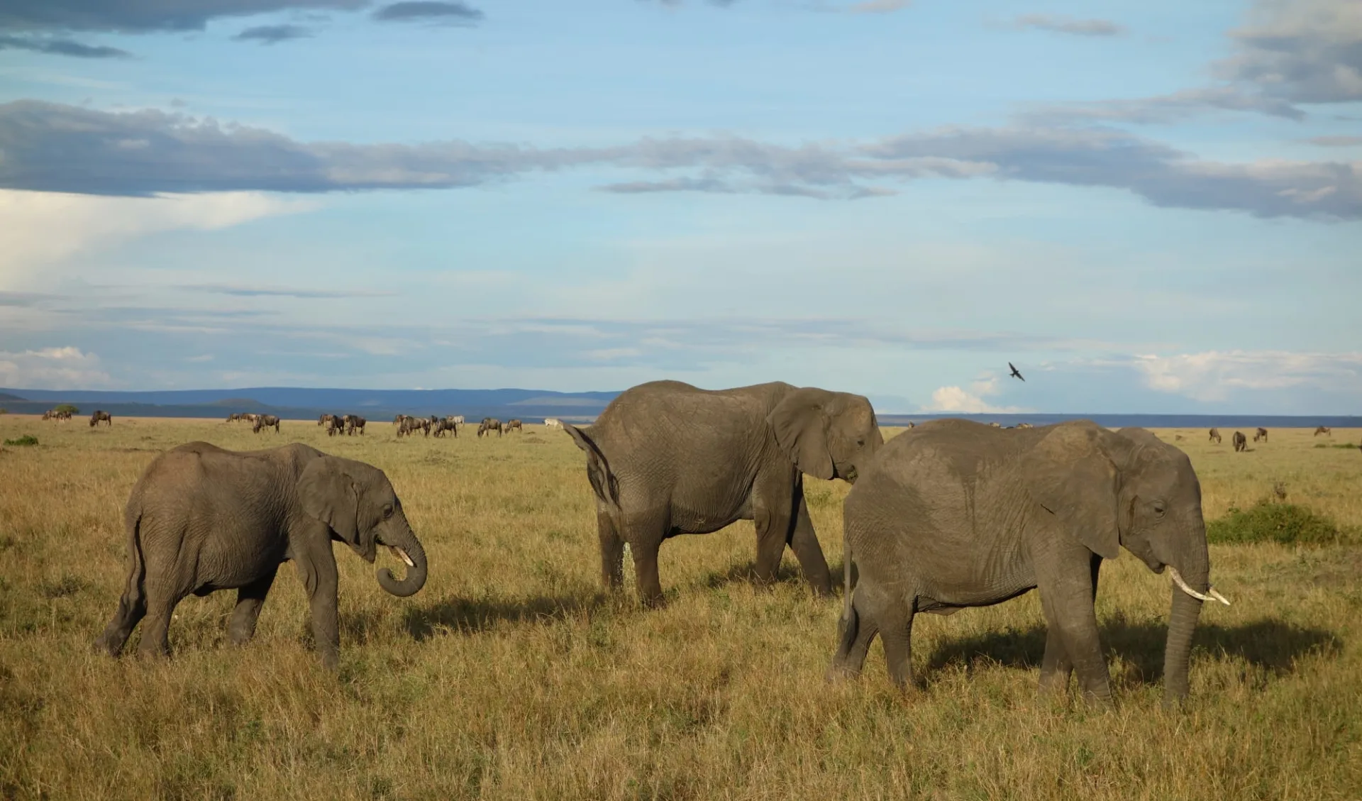 Nakuru - Masai Mara Safari ab Nairobi: Elephants