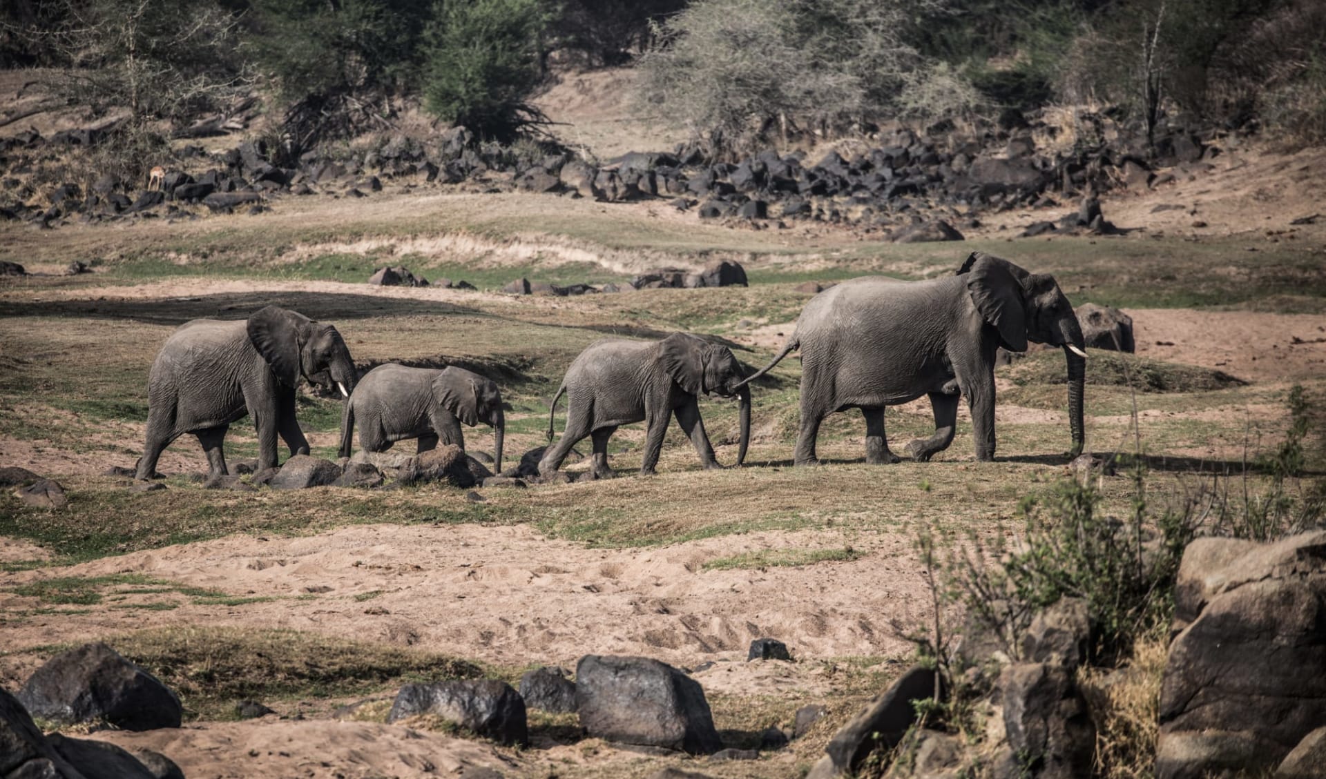 Ruaha - Nyerere Flugsafari ab Dar es Salaam: Elephants