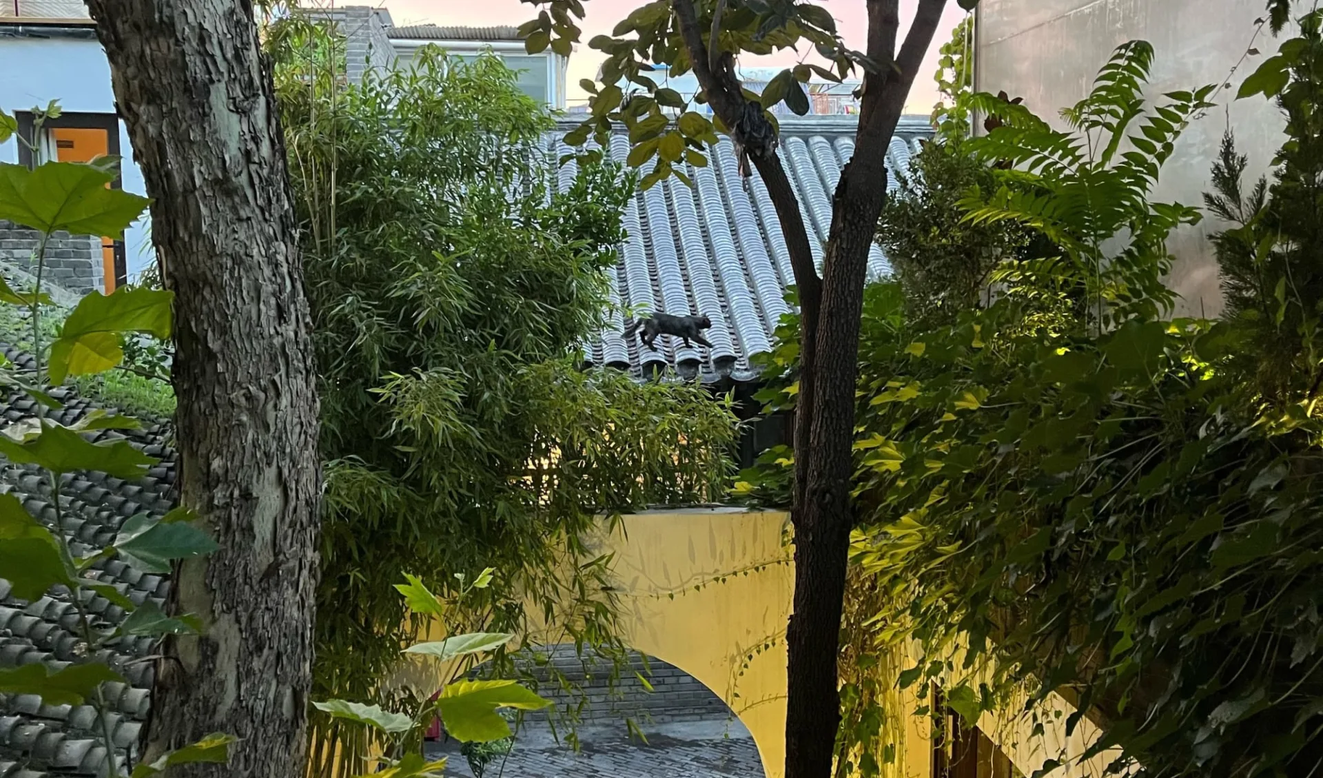 The Orchid in Peking:  Garden