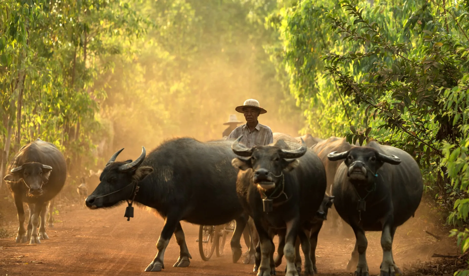 Erlebnis Südthailand ab Bangkok: Farmer with Buffalos