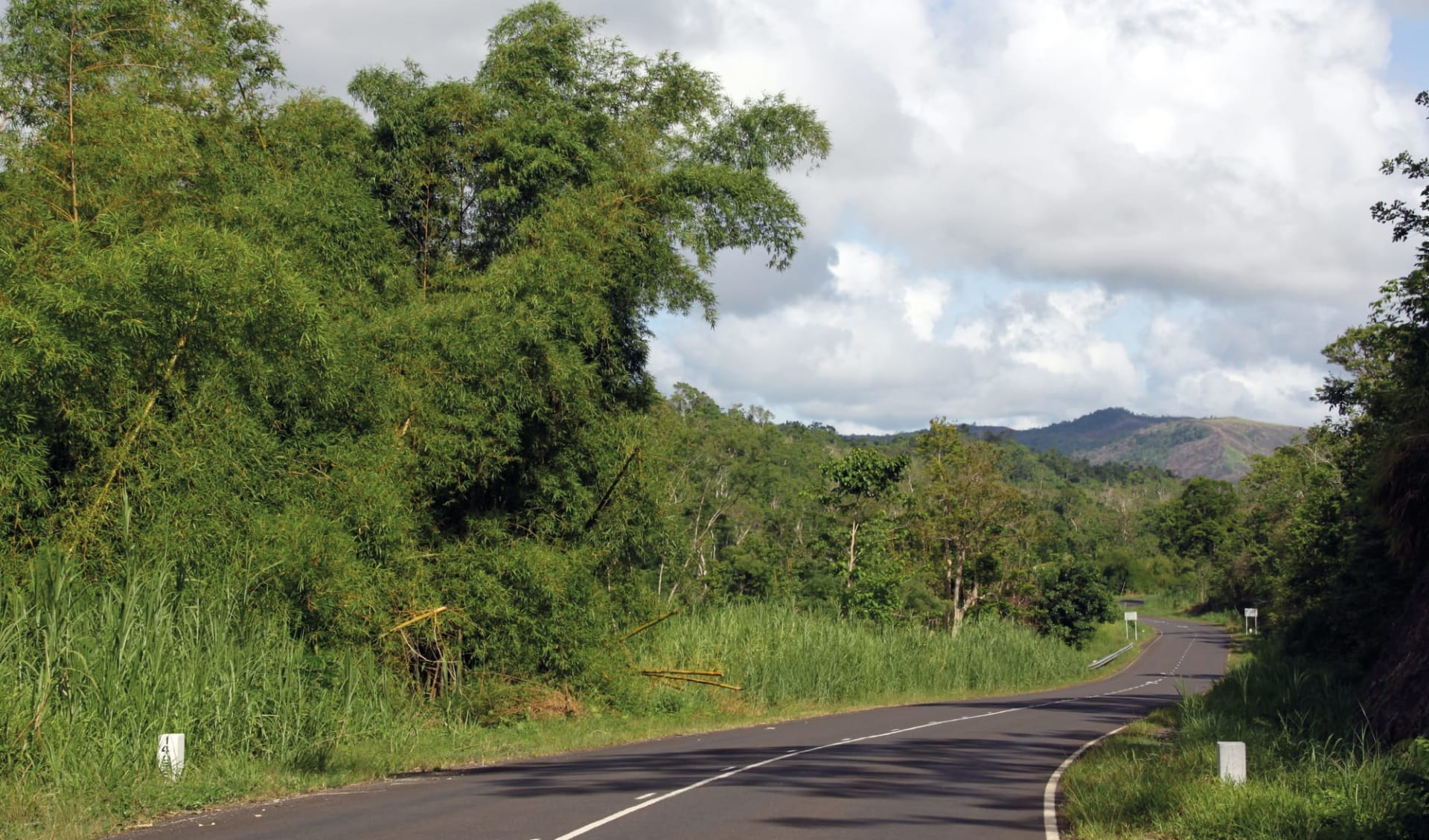 Highland Escape ab Suva: Fiji - Viti Levu - Bamboo Bush entlang der Strasse