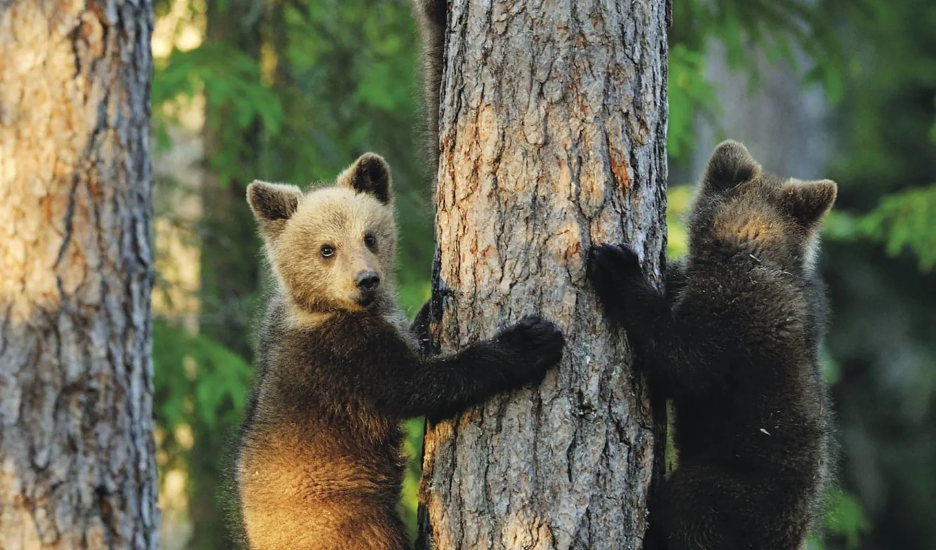 Multiaktive Naturabenteuer für die ganze Familie ab Helsinki: Finnland Bären