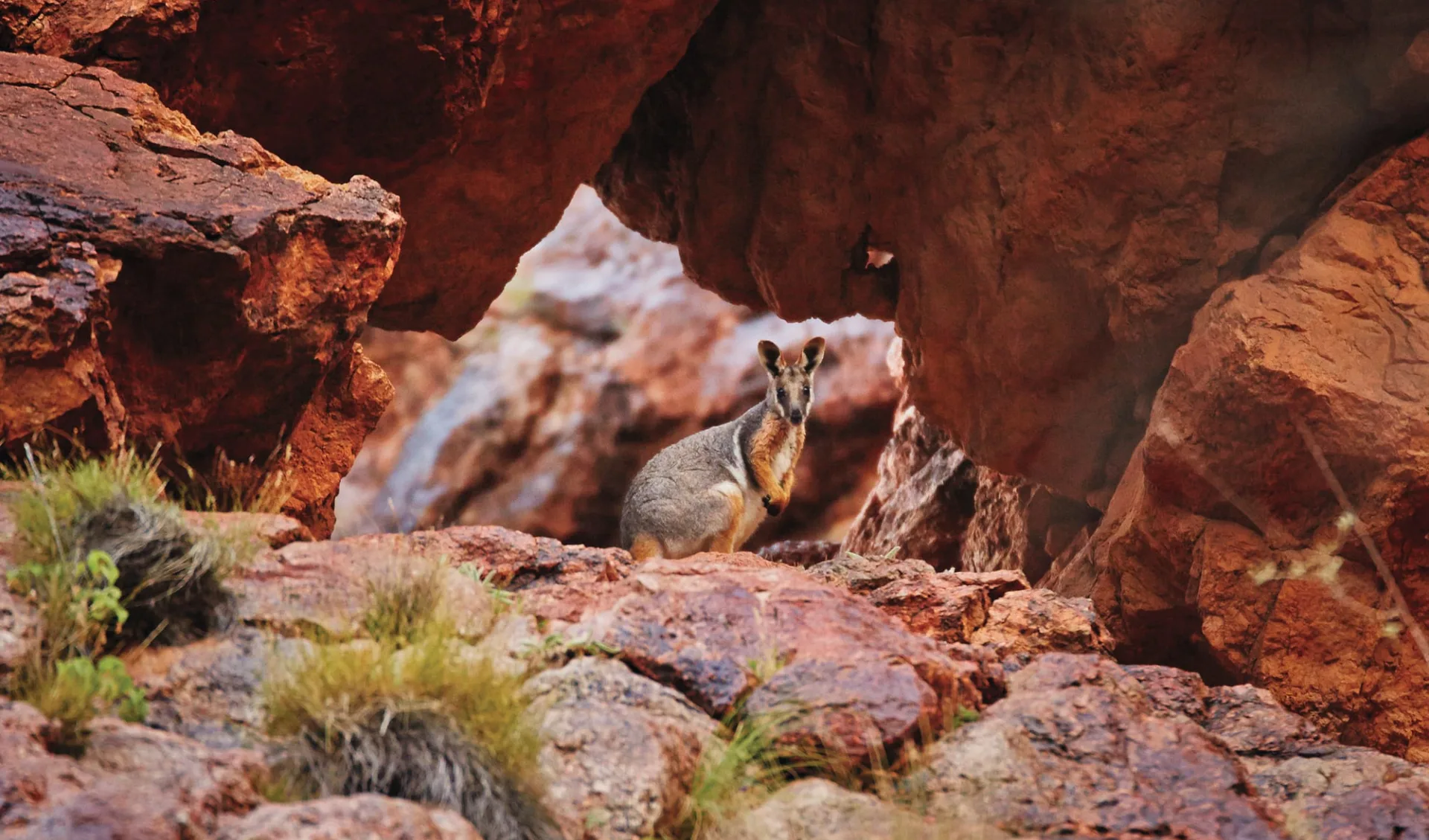 Outback und Kangaroo Island ab Adelaide: Flinders Ranges