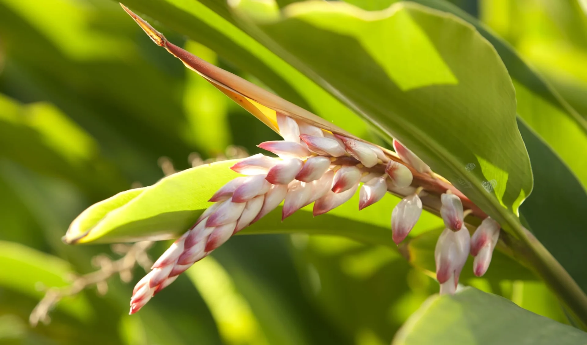 Auf den Spuren der Kolonialzeit ab Mahébourg: flower 