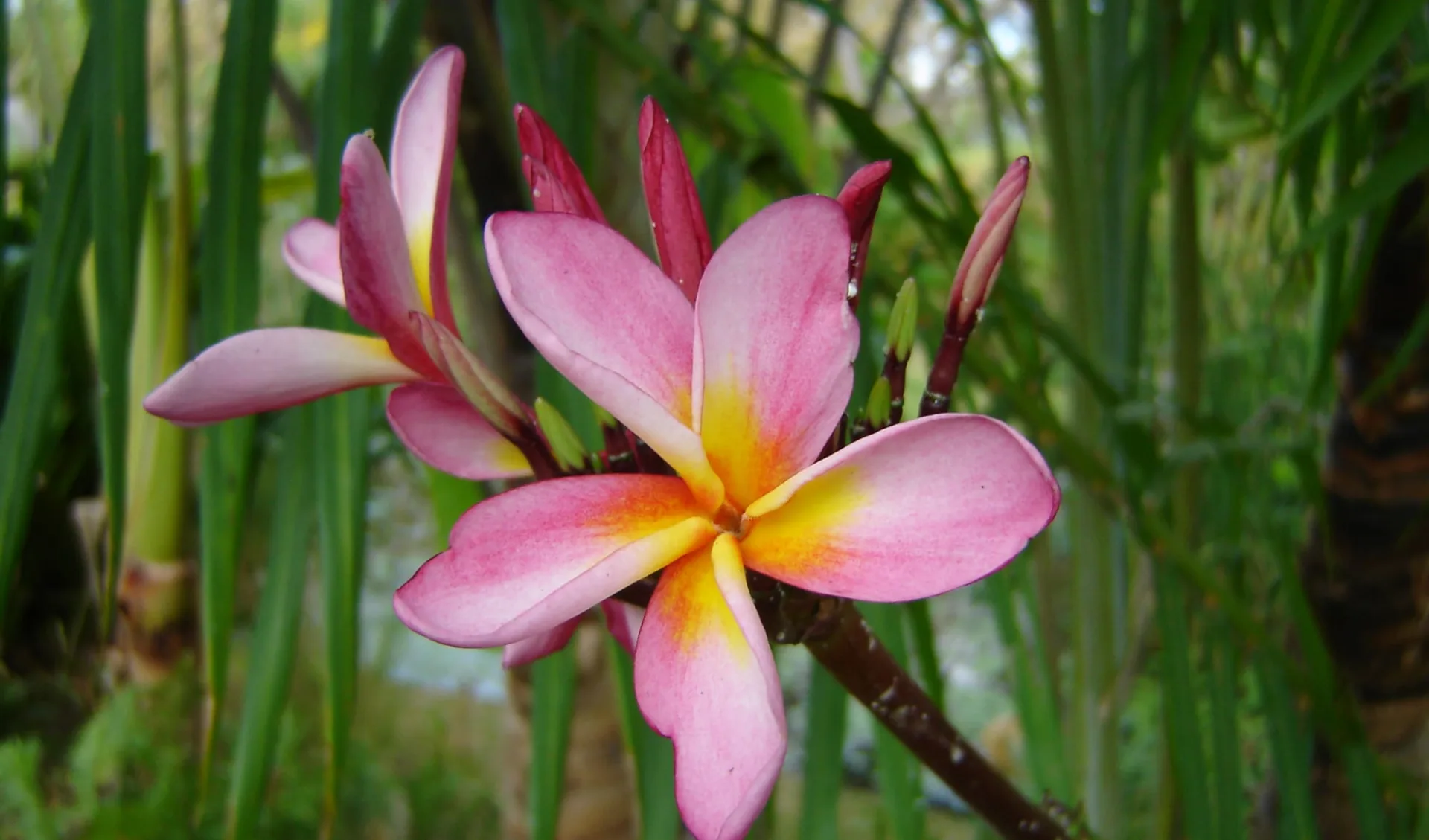 Faszination Madagaskar ab Antananarivo: Frangipani