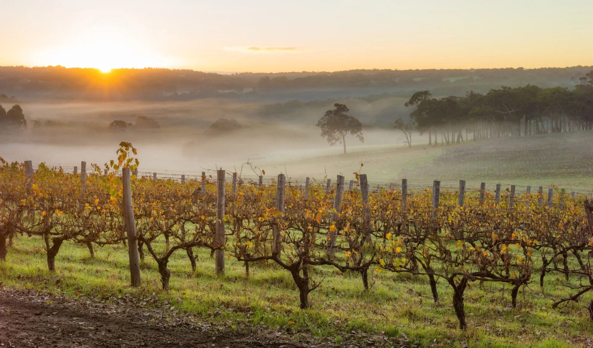 Go Wild ab Perth: Frühling in den Weinbergen