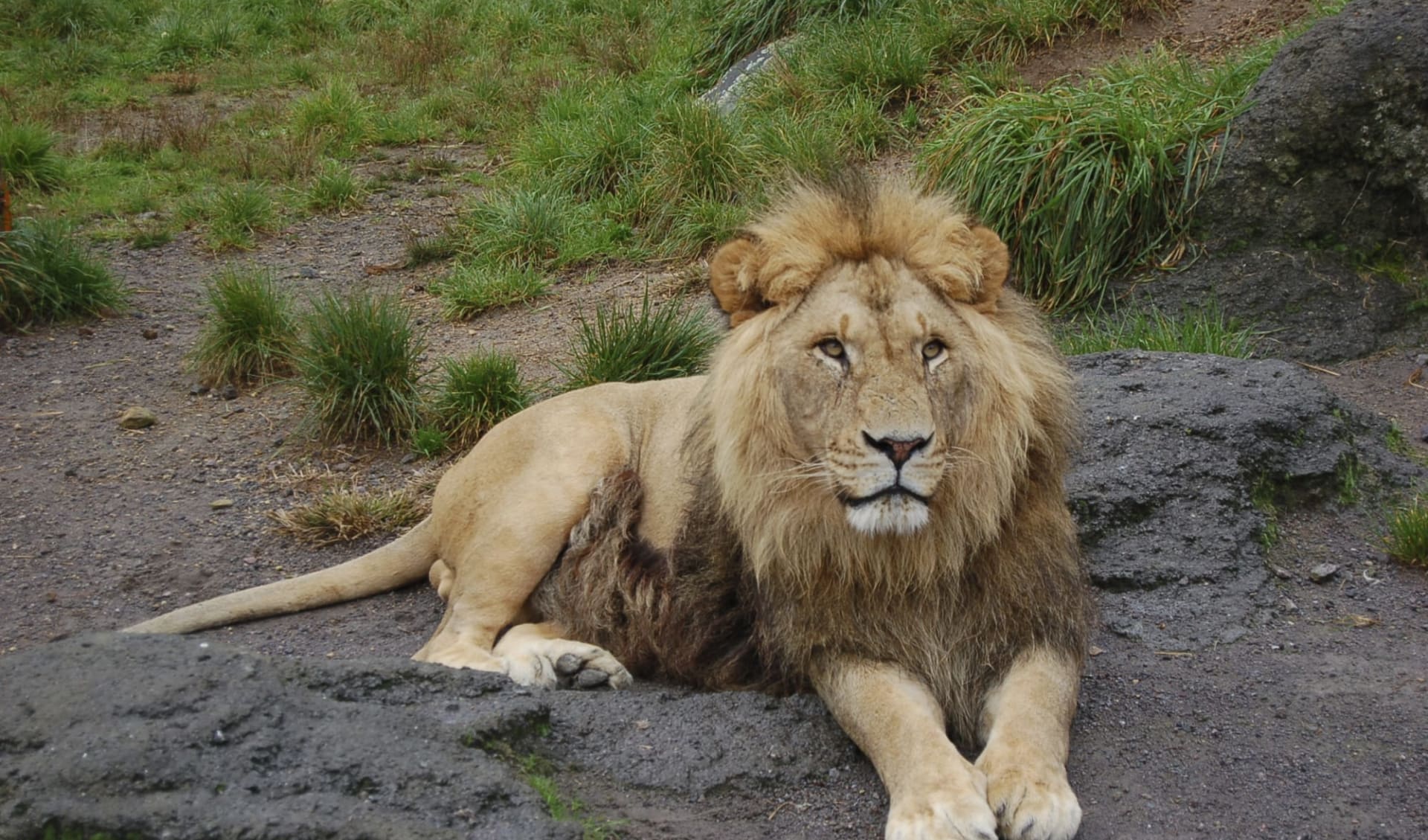 Unbekanntes Gujarat ab Ahmedabad: Gir Nationalpark: Lion