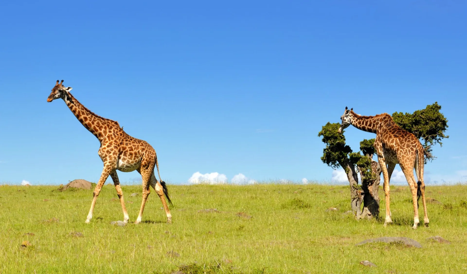 Kurzsafari Masai Mara ab Nairobi: Giraffe 4