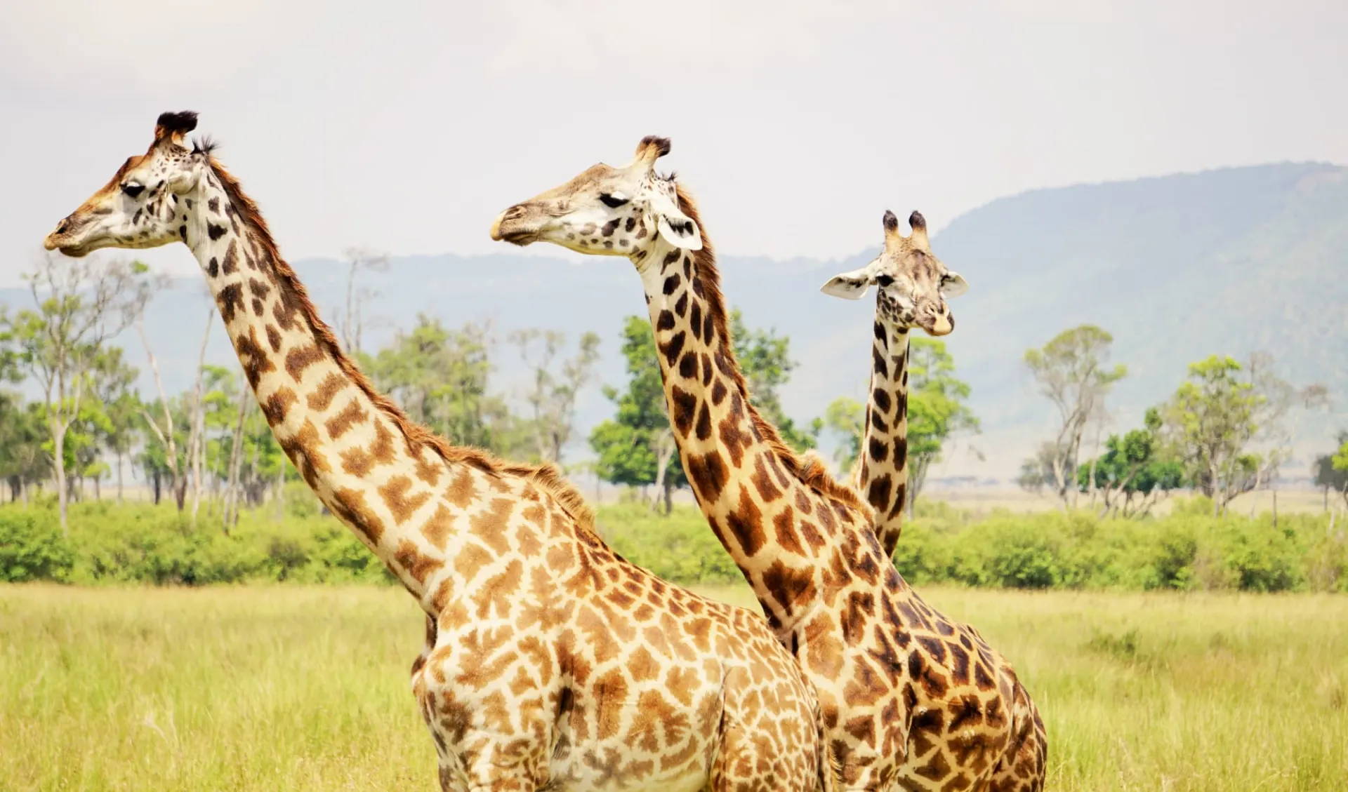 Kids & Cats Safari ab Nairobi: Giraffe