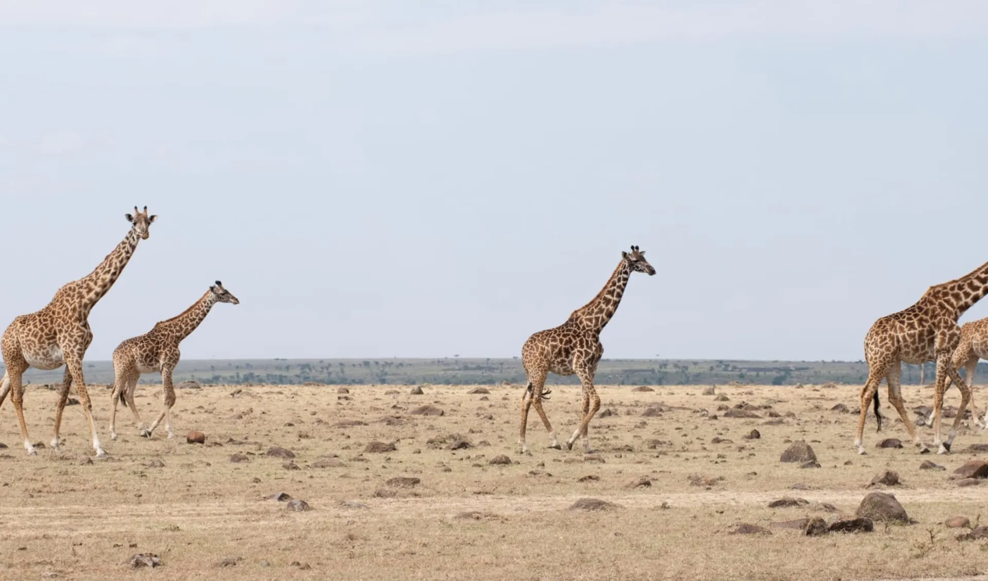 Höhepunkte Tanzania Safari (Flugvariante) ab Arusha: Giraffe Kenya