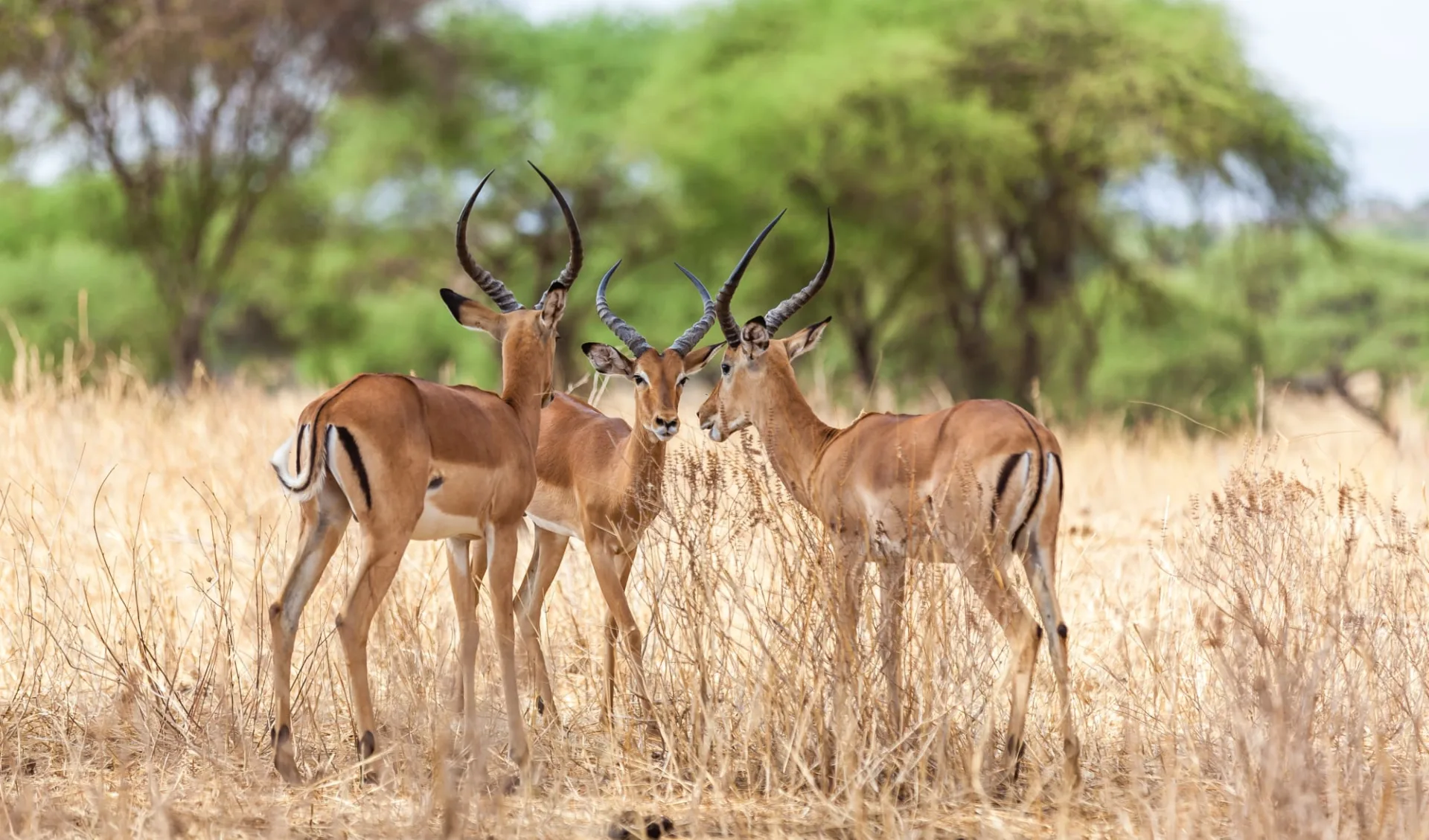 Tanzania in Style ab Arusha: Gnu / Impala