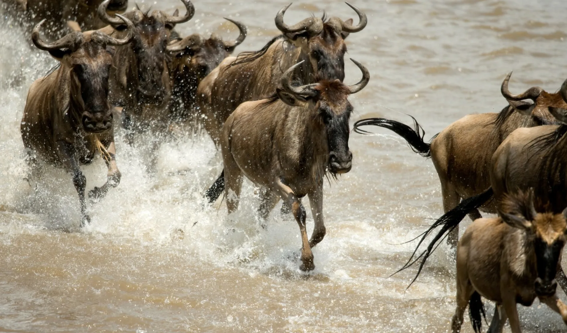 Amboseli - Mara Flugsafari ab Nairobi: Gnu Kenya