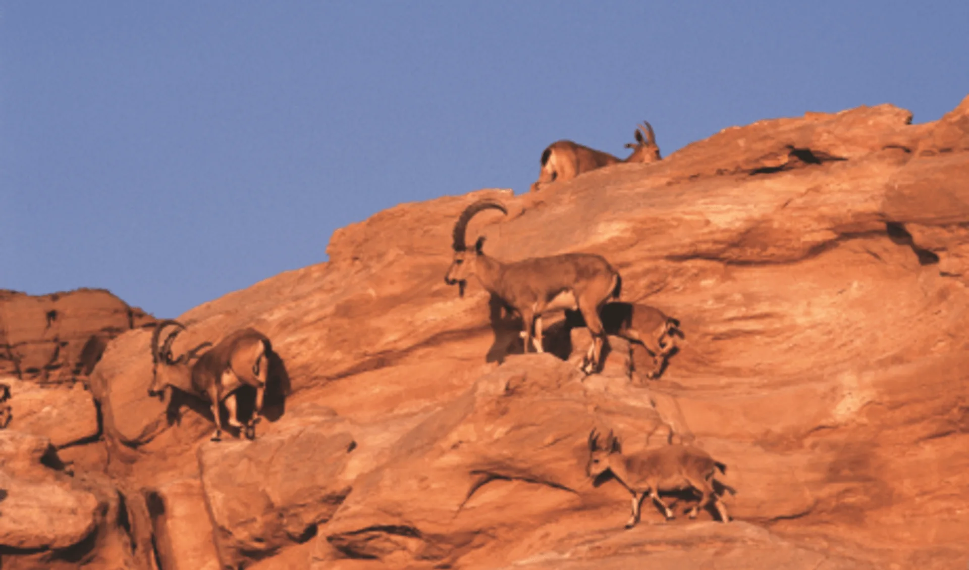 Trekking von Dana nach Petra: Goats 