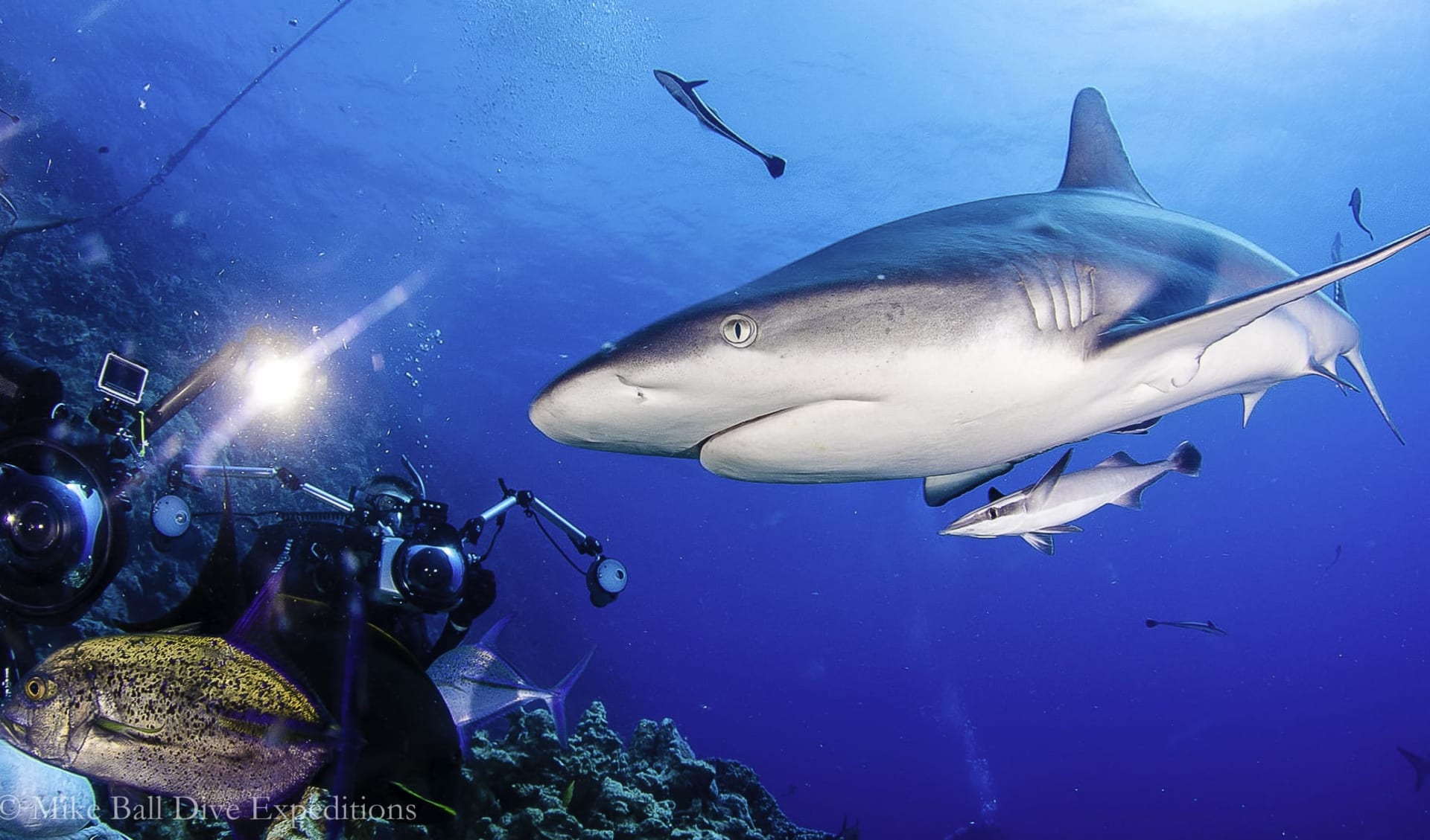 Mike Ball Dive Expeditions - Tauchen mit Zwergwalen «Minke Whales» ab Cairns: Great Barrier Reef - Mike Ball - Haifisch mit Taucher