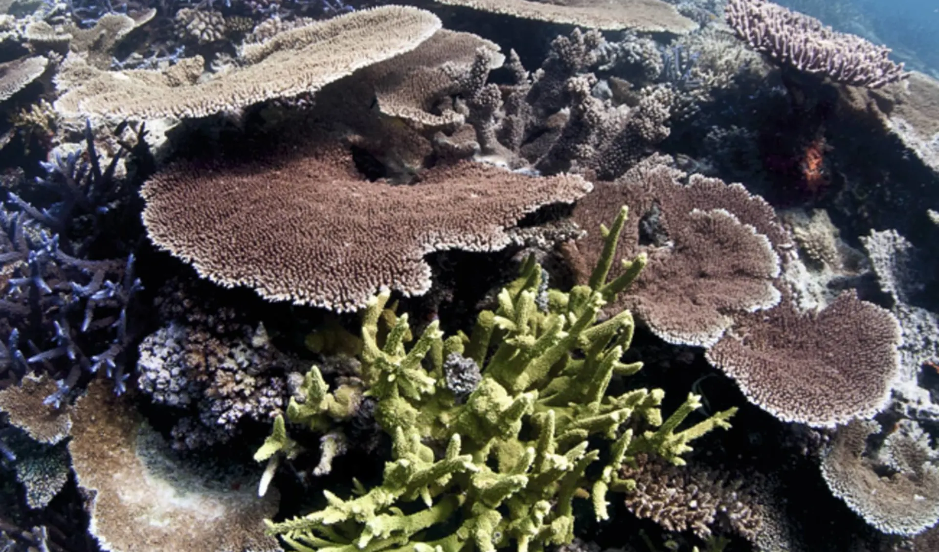 Mike Ball Dive Expeditions - Coral Sea Safari ab Cairns: Great Barrier Reef - Tauchen über Korallen