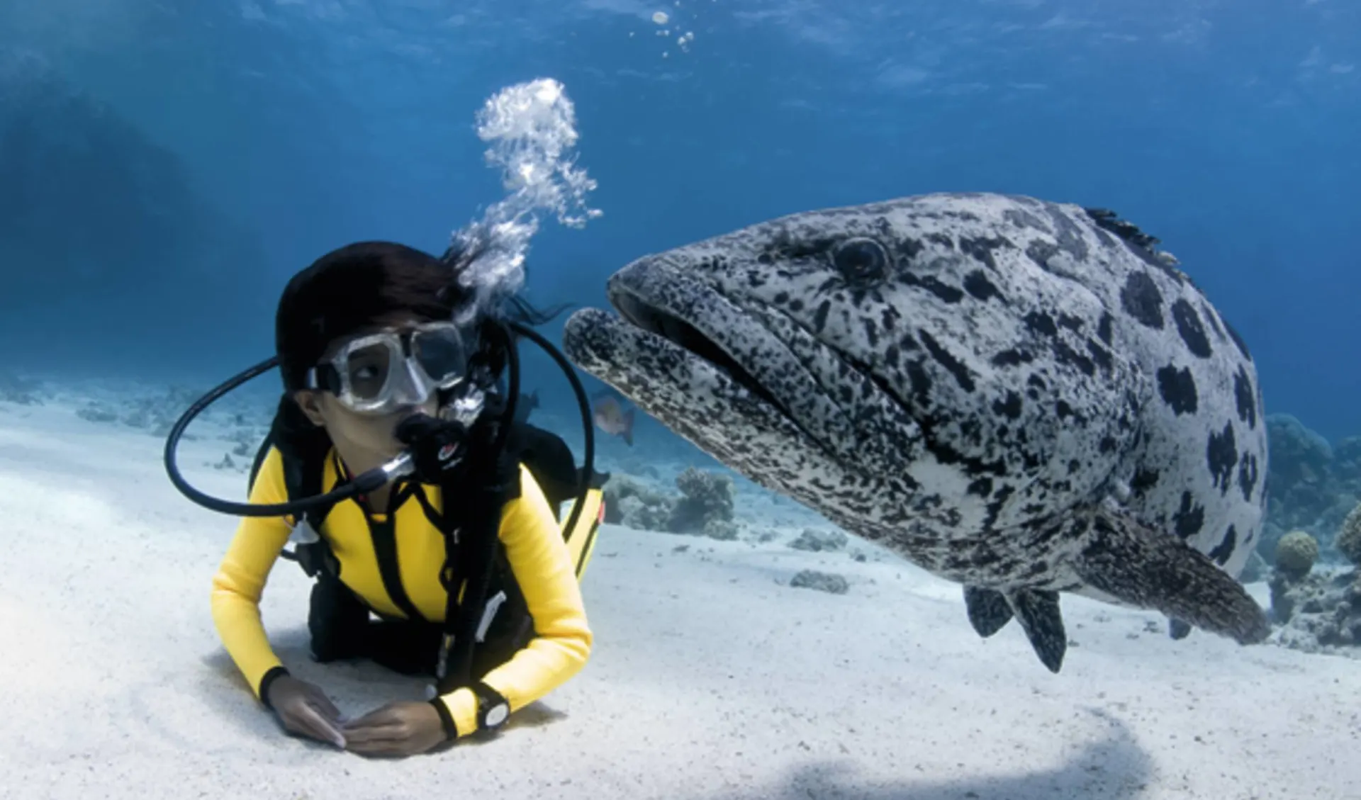 Mike Ball Dive Expeditions - Coral Sea Safari ab Cairns: Great Barrier Reef - Taucher und grauer Fisch