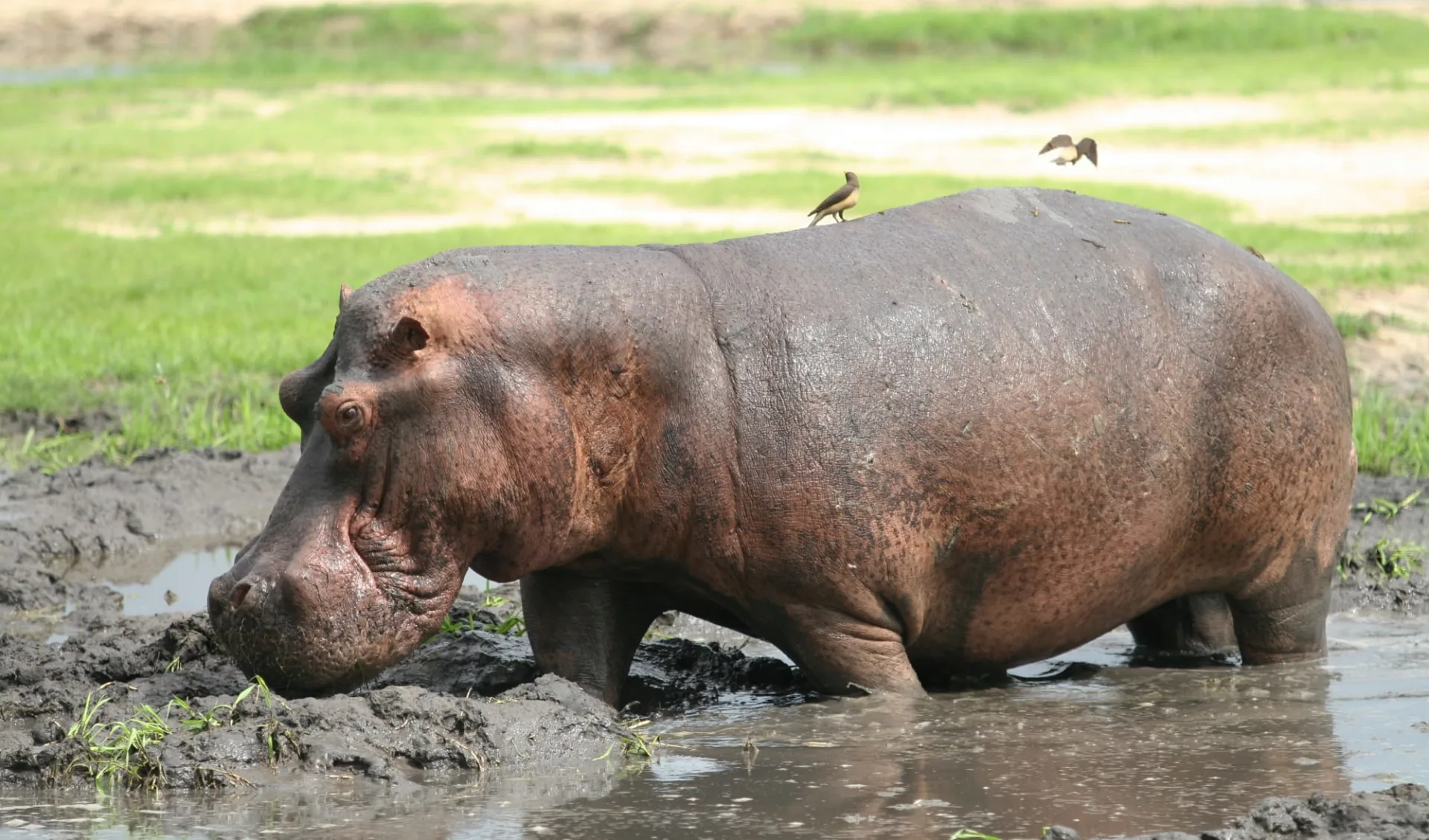 Der wilde Westen Tanzanias ab Arusha: Hippo