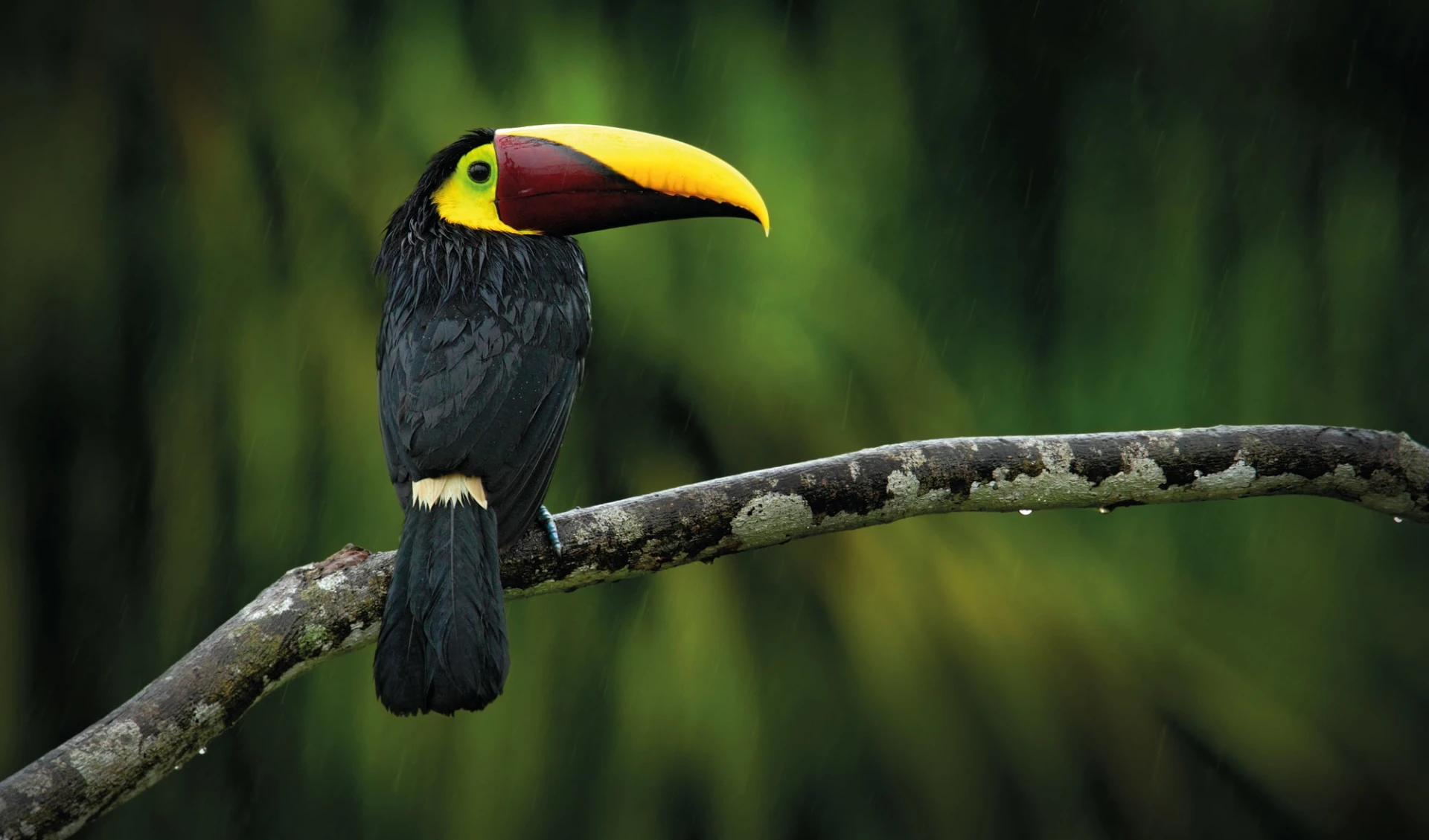 Privatreise Höhepunkte Honduras ab San Pedro Sula: Honduras - Tucan