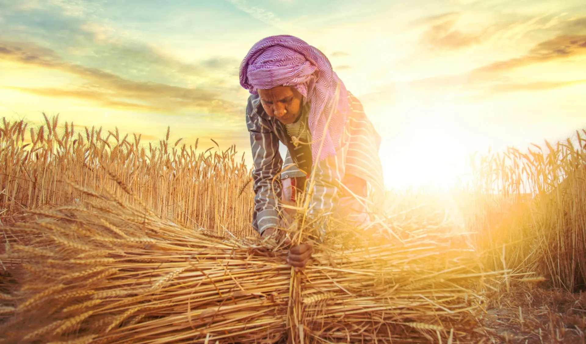 Maha Kumbh Mela - Eine spirituelle Odyssee ab Delhi: India - Woman farmer collecting bundles of wheat stalk