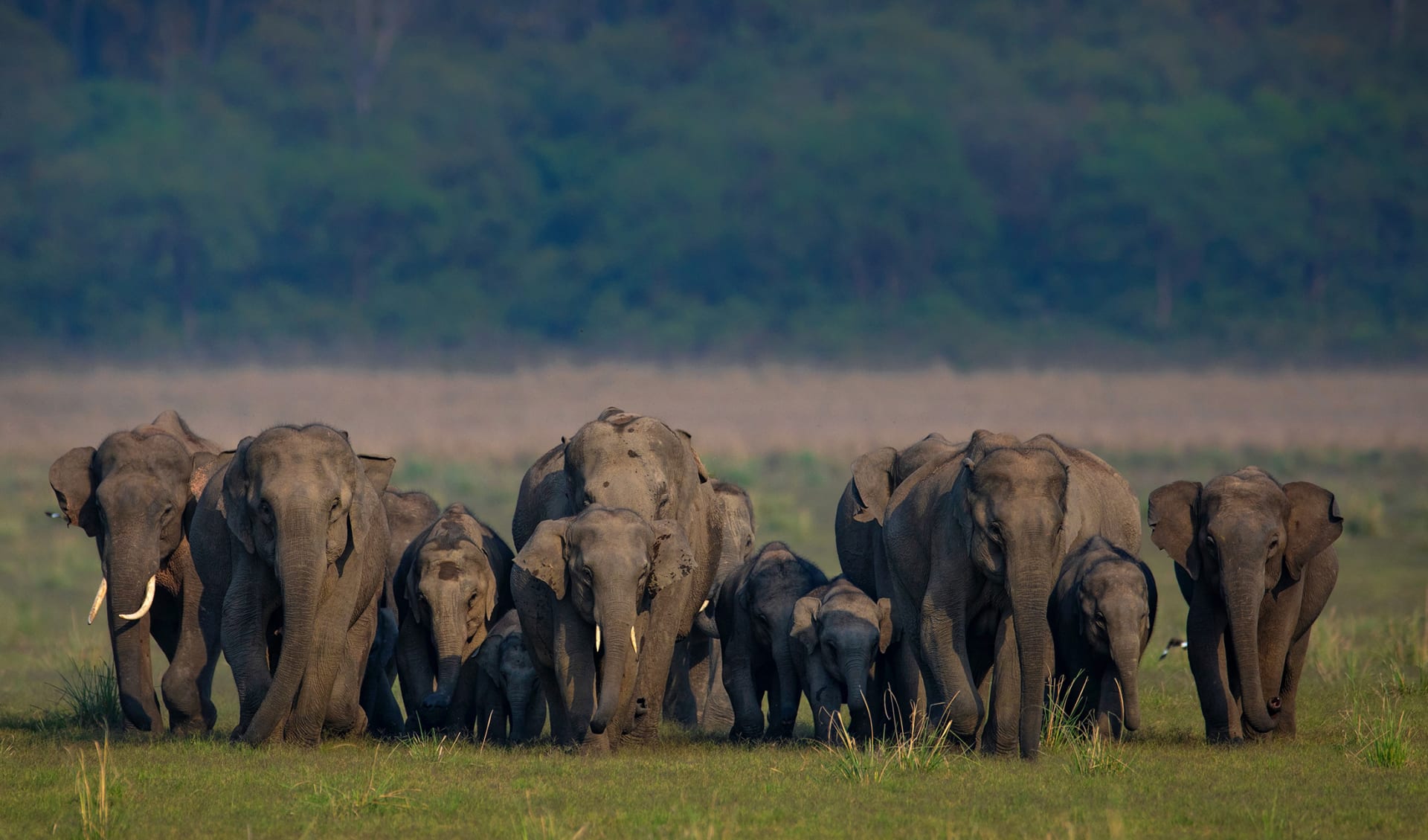 Elephants, Indien