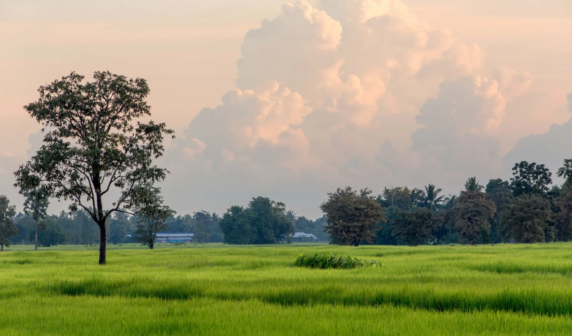 Durch den I-San nach Laos ab Bangkok: Isaan rice field