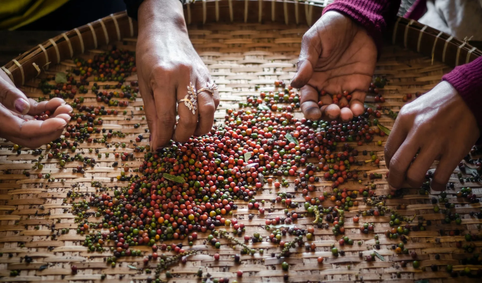 Pfeffriges Kampot ab Phnom Penh: Kampot: Farm workers sorting and selecting fresh pepper peppercorns